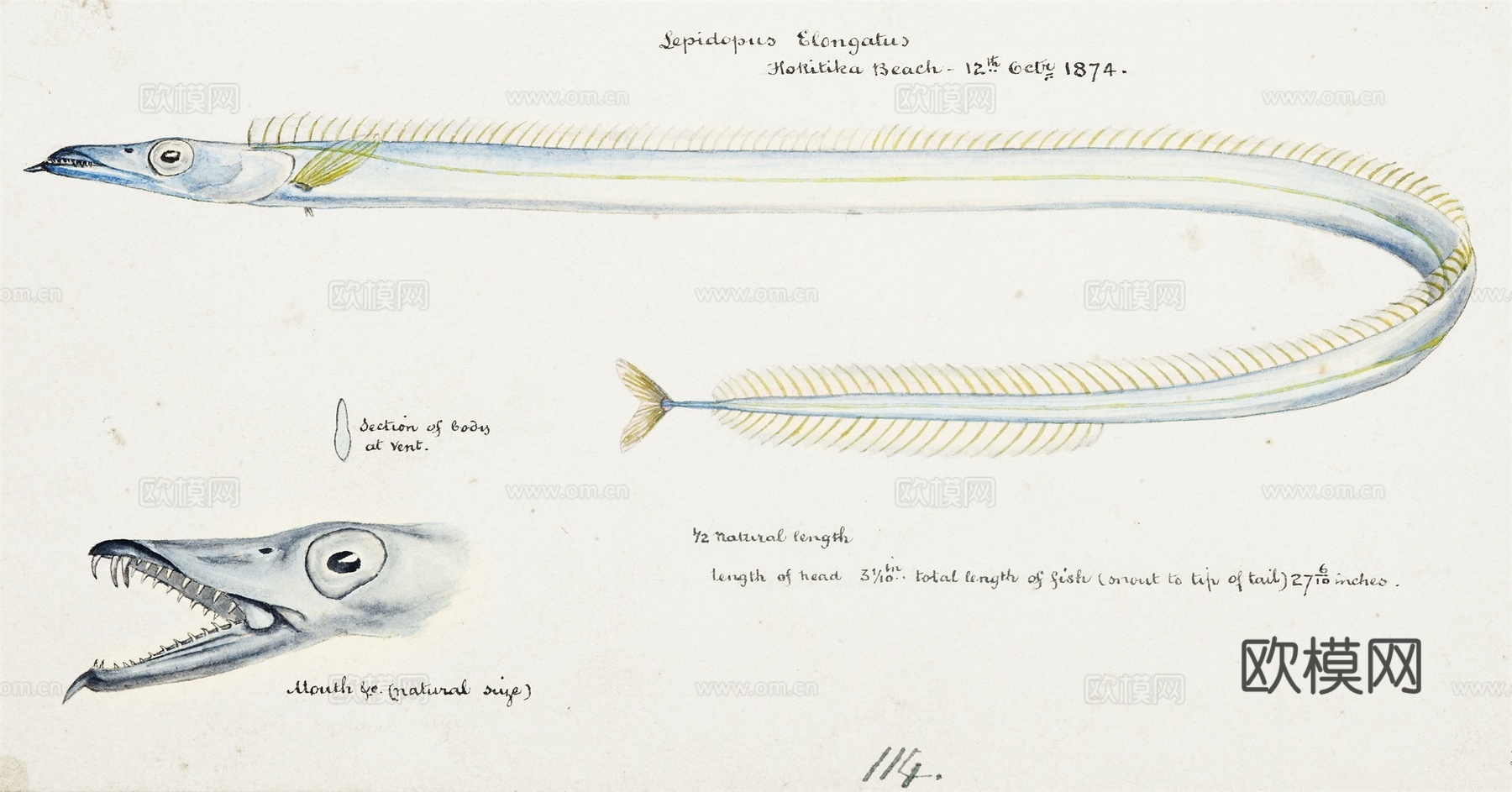 复古手绘水彩海鱼插画，海鱼图95
