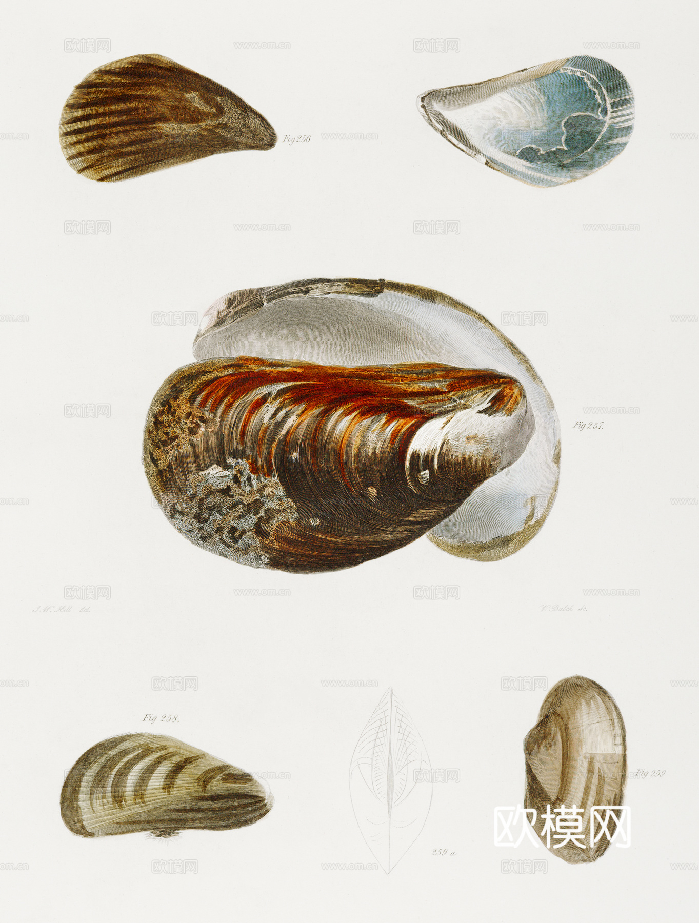 复古海洋鱼类插画，虾蟹贝插画16