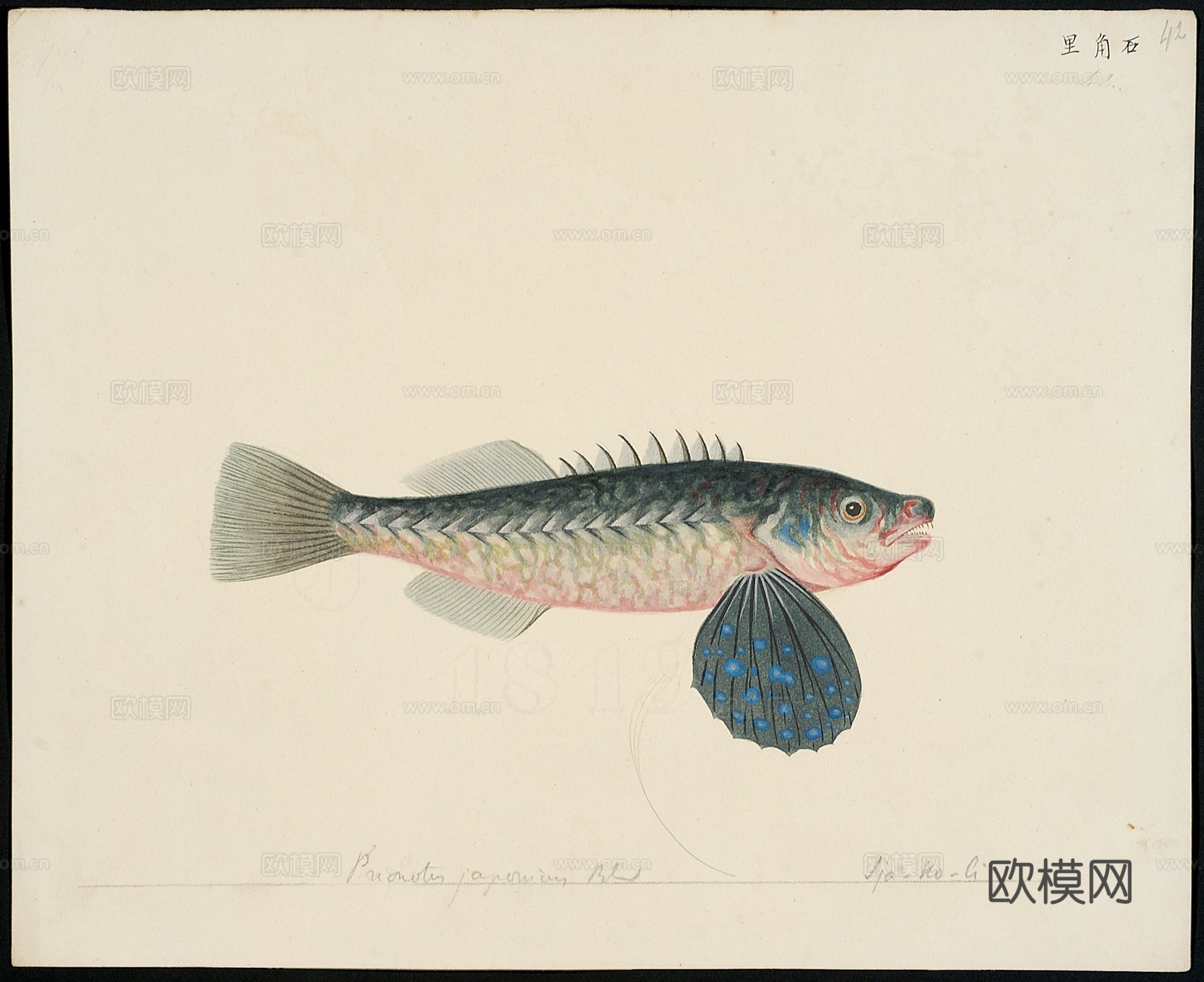 复古手绘水彩海鱼插画，手绘鱼类插画40下载