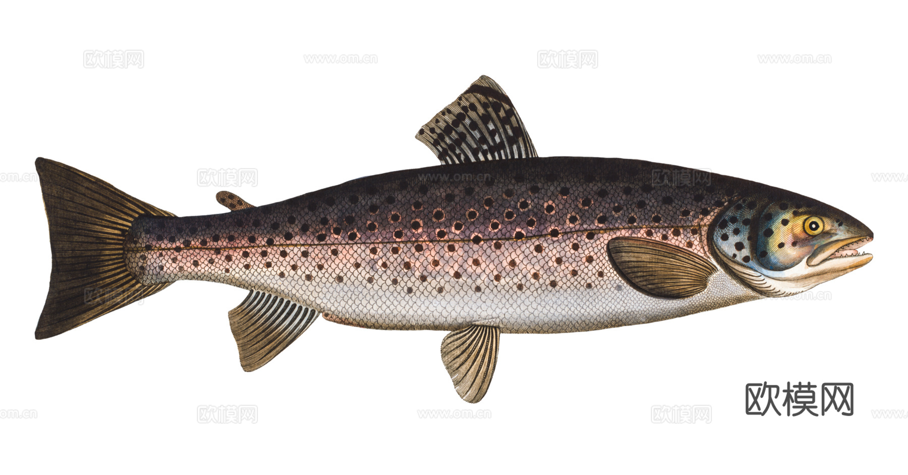 高清复古写实鱼类插画,海洋动物插画60