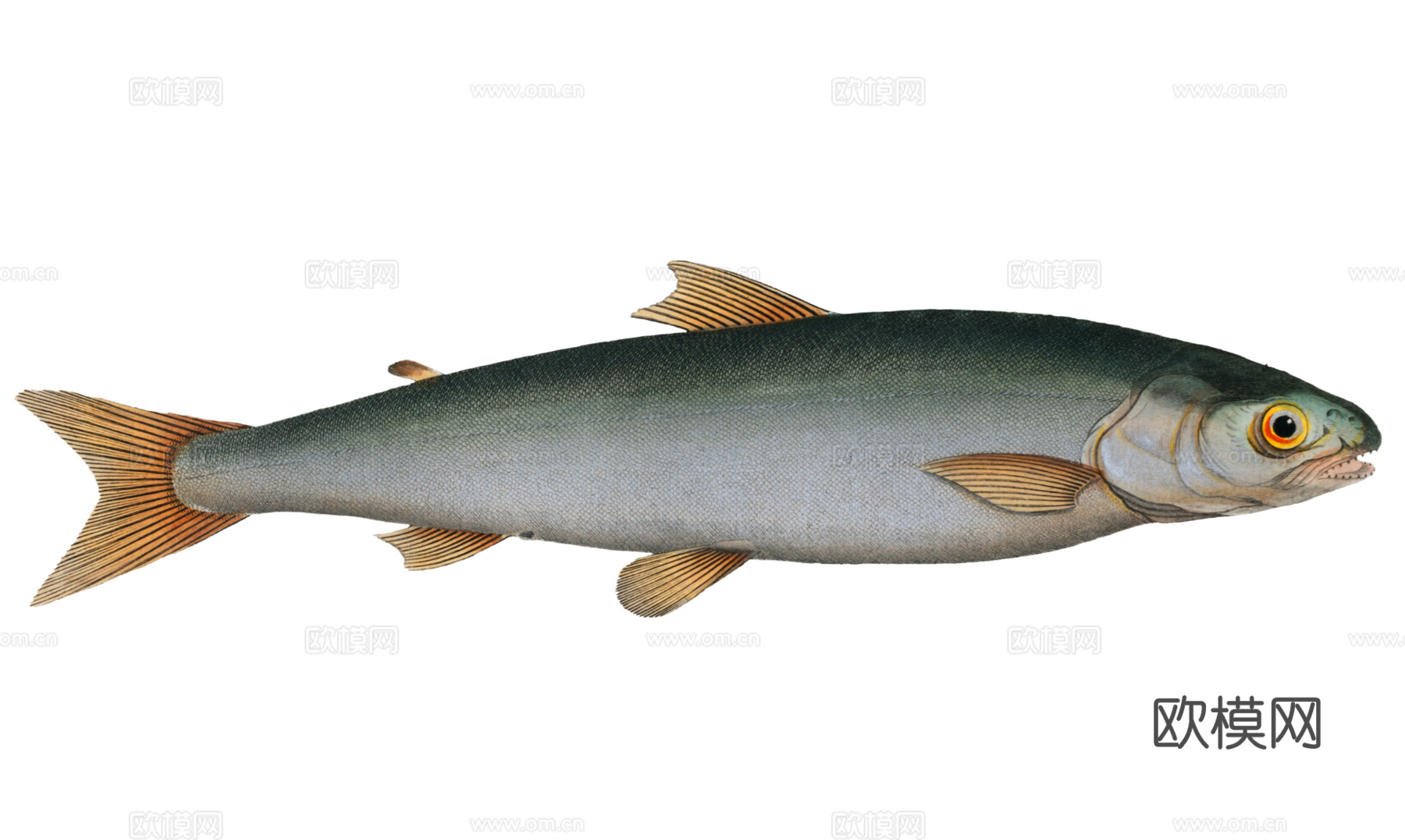 高清复古写实鱼类插画,海洋动物插画99