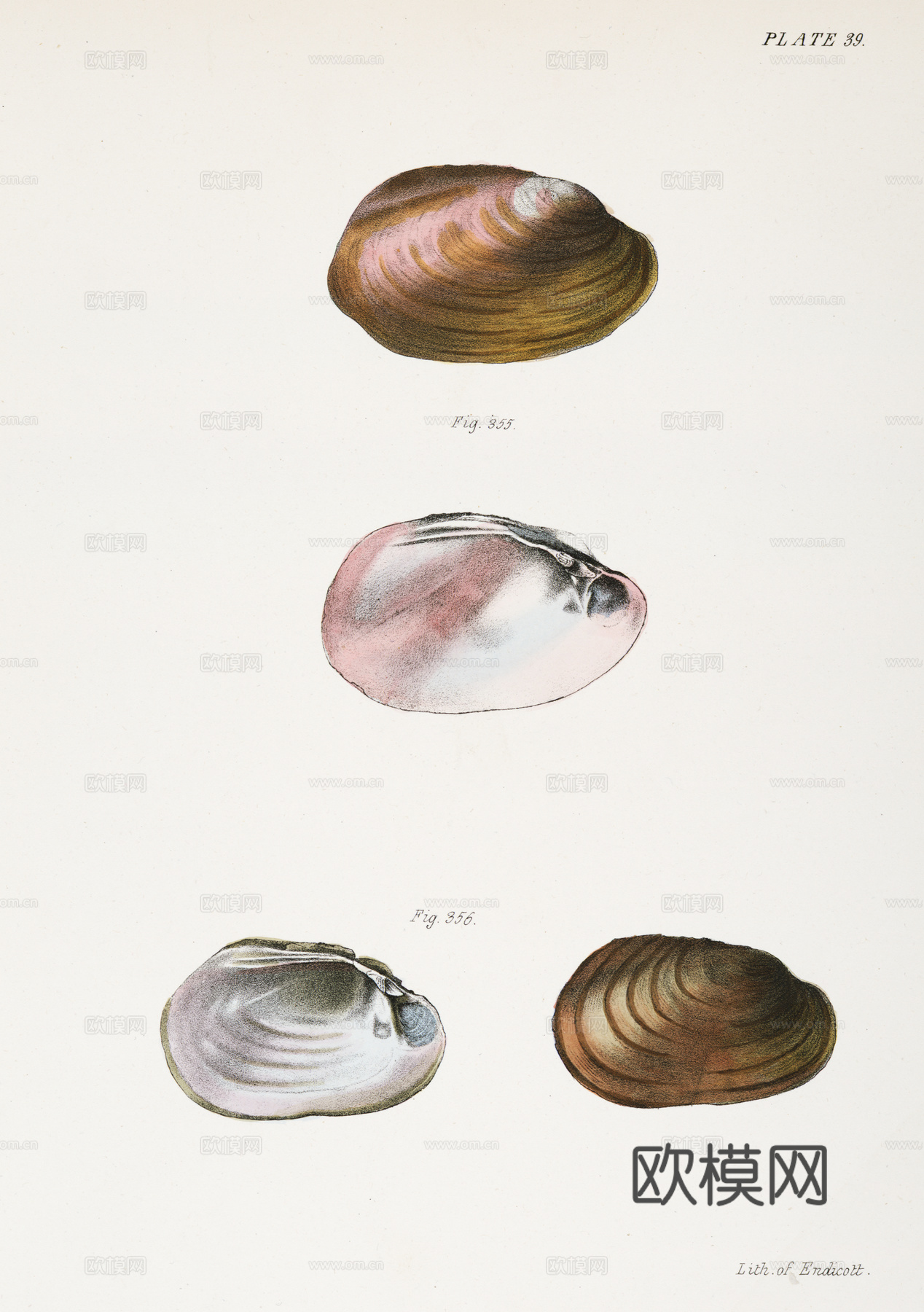 复古海洋鱼类插画，虾蟹贝插画19