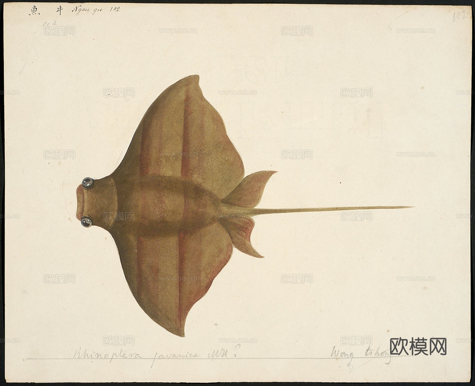 复古手绘水彩海鱼插画，手绘鱼类插画99