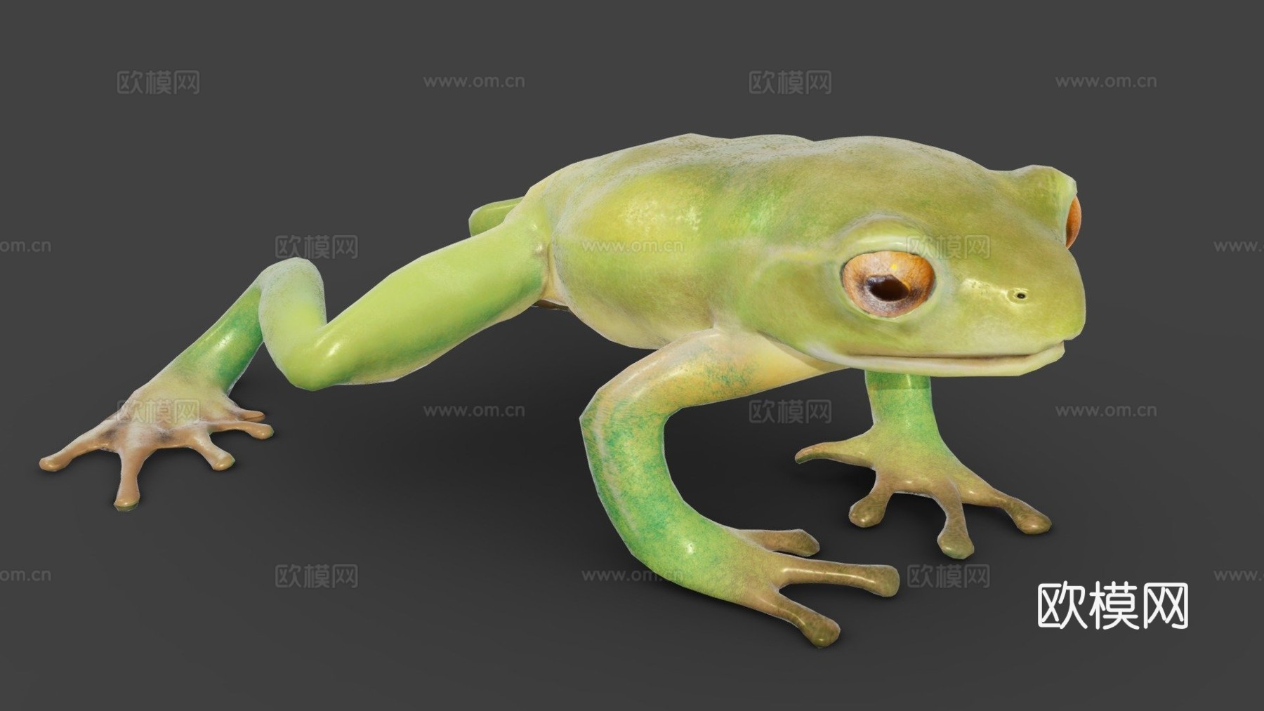 青蛙低多边形3d模型下载（渲染图1）