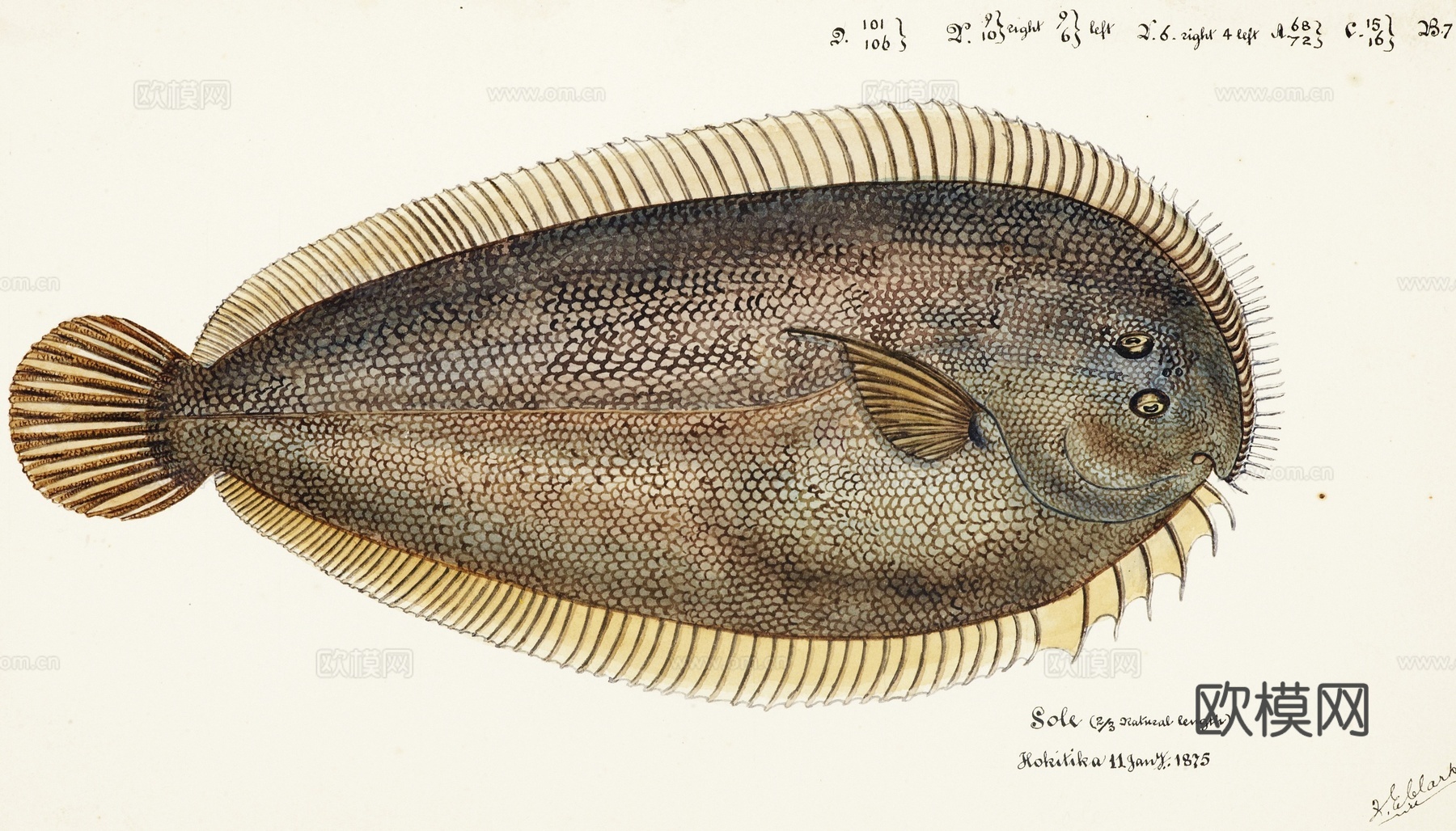 复古手绘水彩海鱼插画，海鱼图91