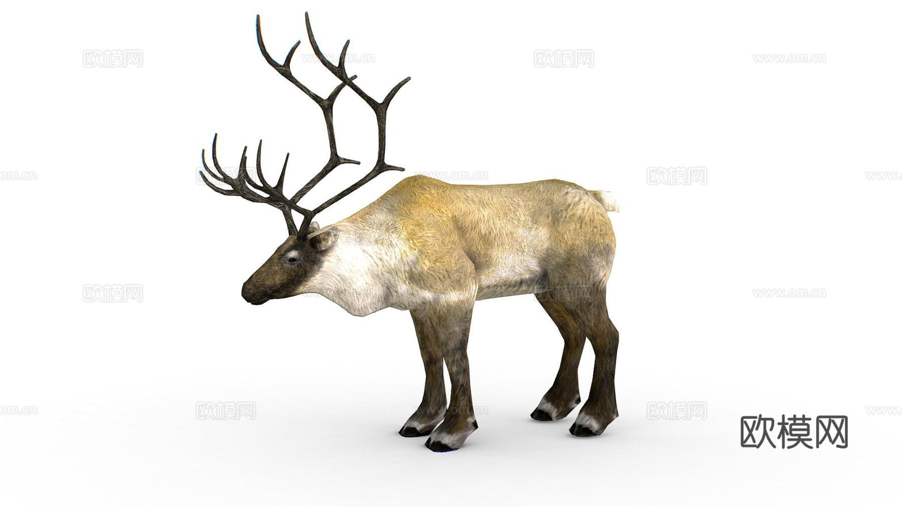 低多边形写实驯鹿3d模型下载（渲染图1）