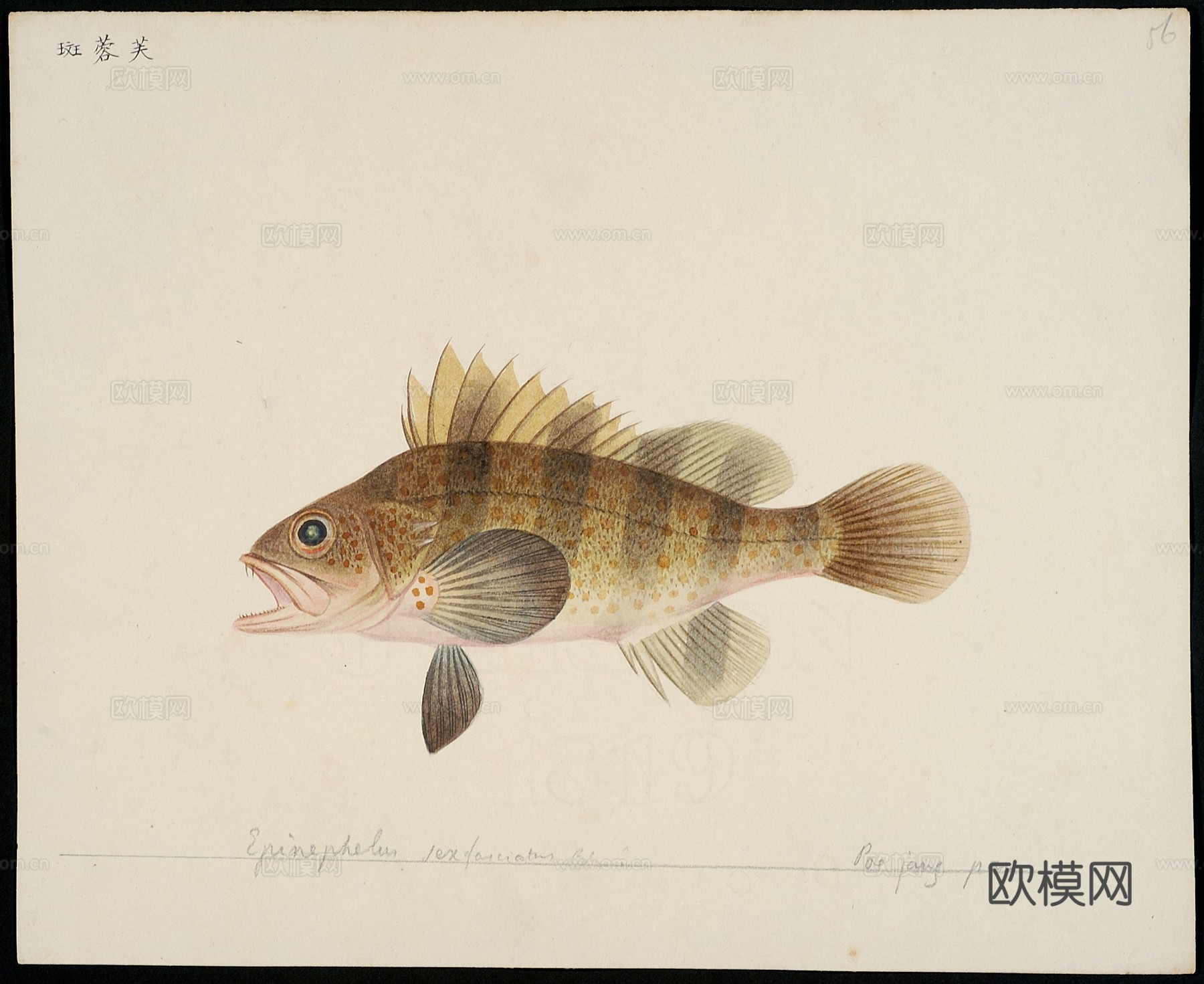 复古手绘水彩海鱼插画，手绘鱼类插画54