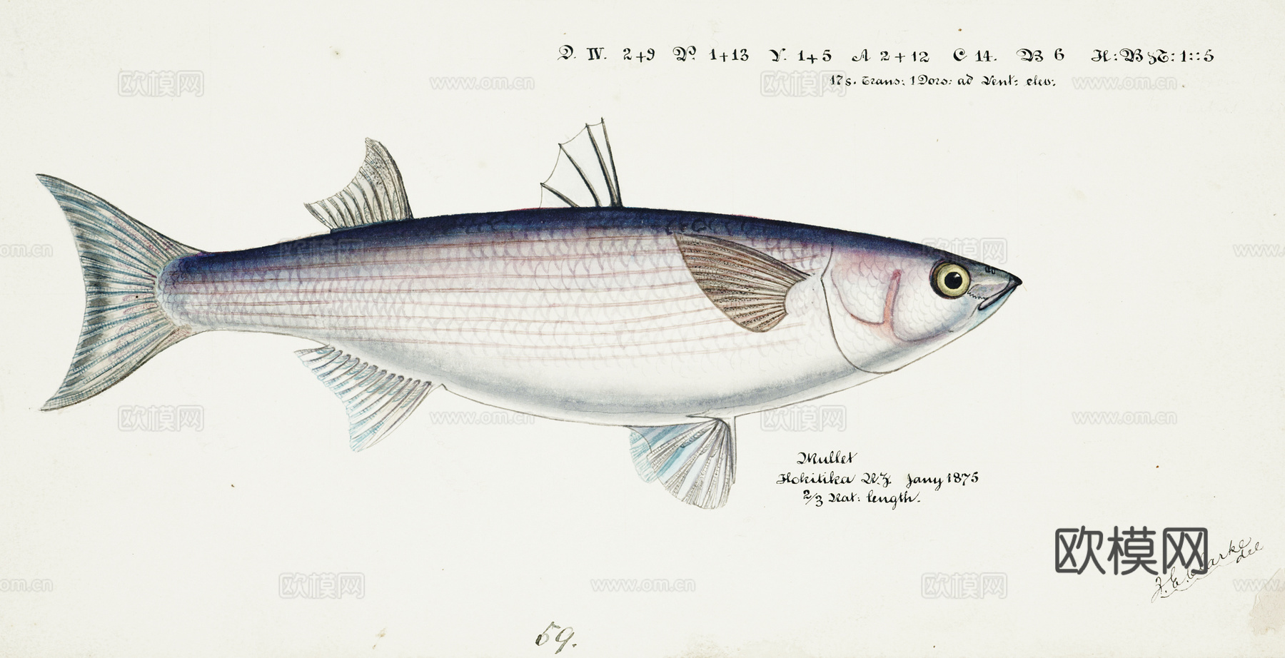 复古手绘水彩海鱼插画，海鱼图45