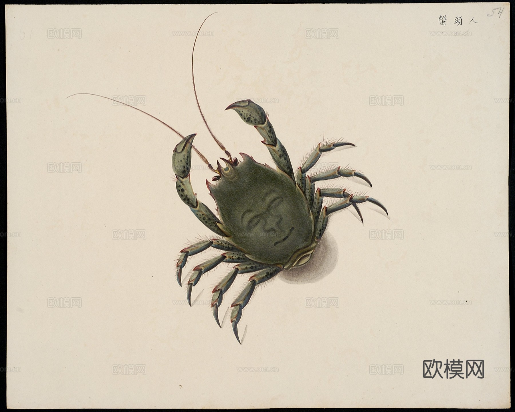 复古手绘水彩海鱼插画，手绘鱼类插画52