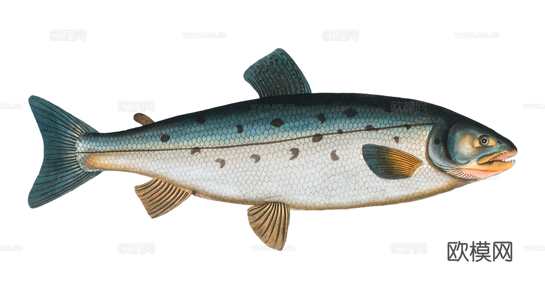 高清复古写实鱼类插画,海洋动物插画71