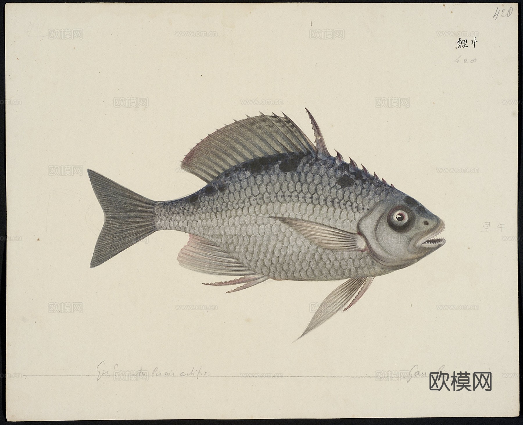 复古手绘水彩海鱼插画，手绘鱼类插画415下载