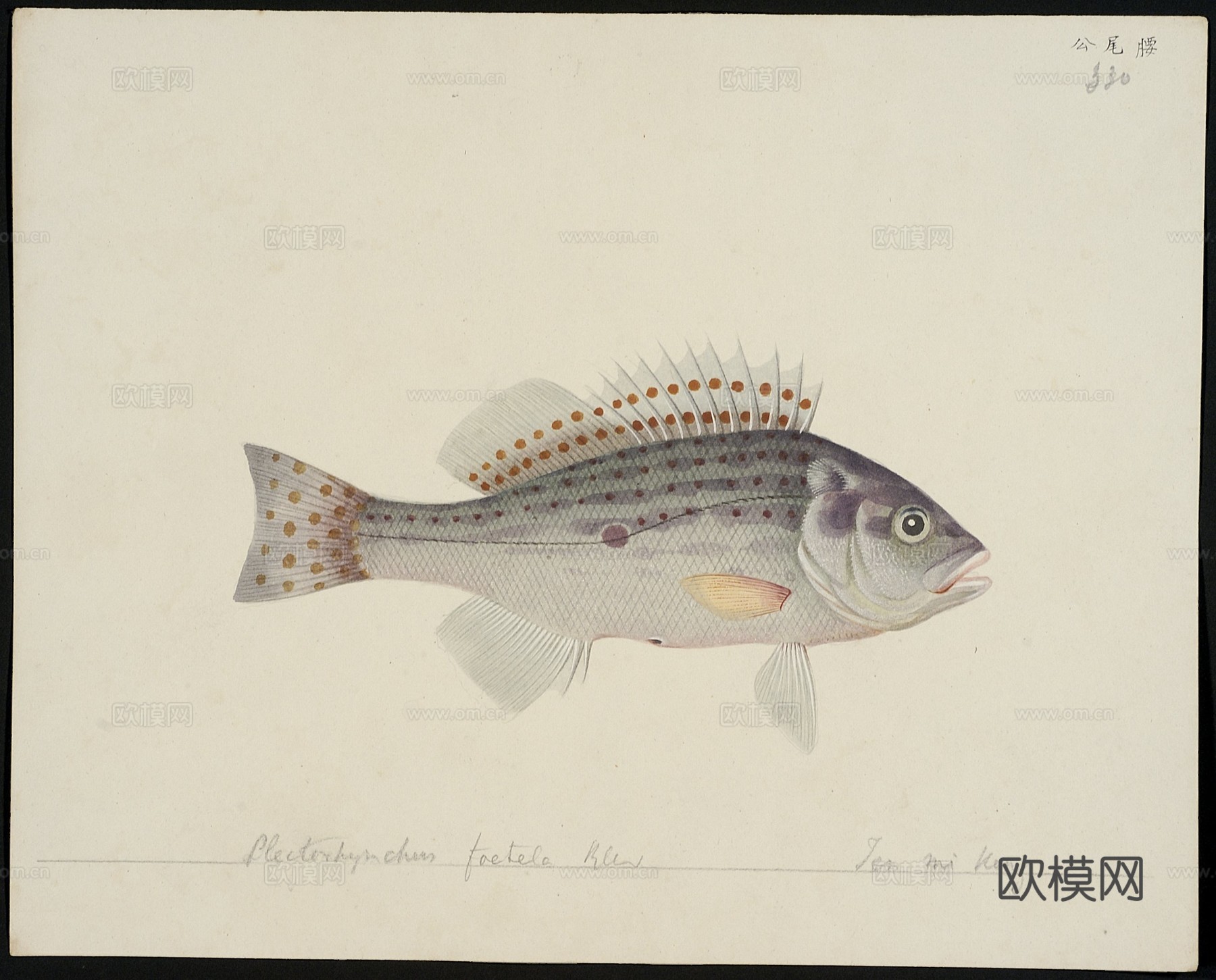 复古手绘水彩海鱼插画，手绘鱼类插画325下载