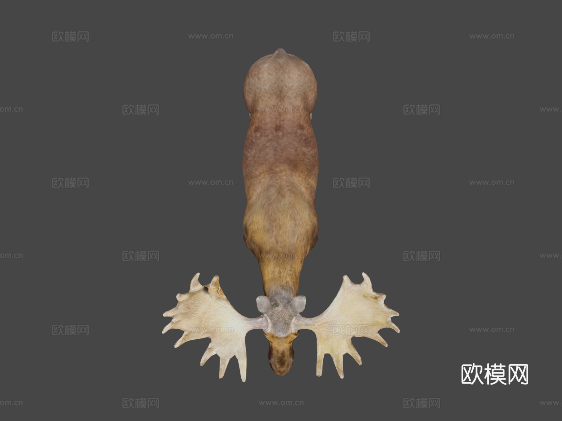 欧亚驼鹿哺乳动物低多边形3d模型下载（渲染图6）