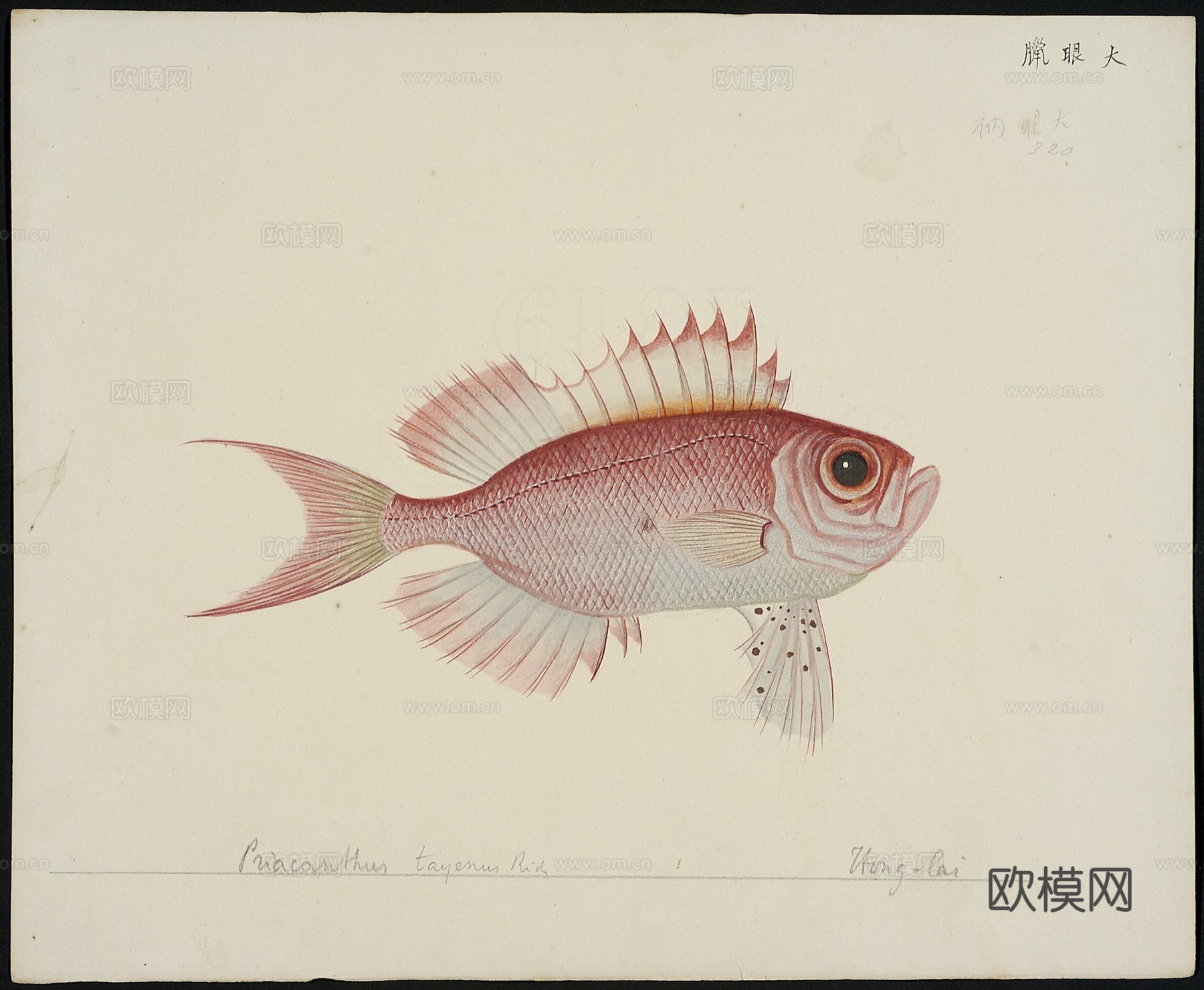 复古手绘水彩海鱼插画，手绘鱼类插画315