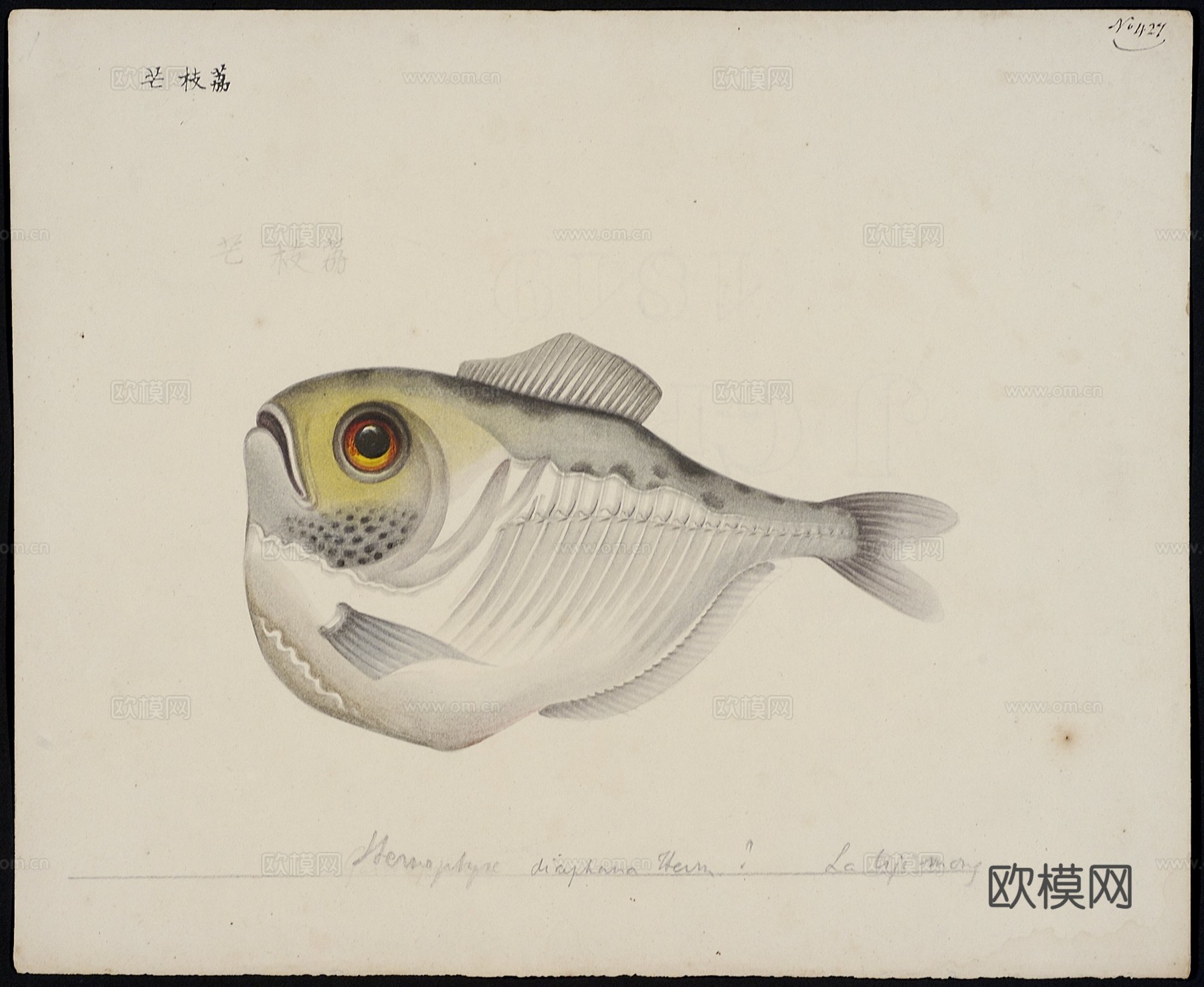 复古手绘水彩海鱼插画，手绘鱼类插画414