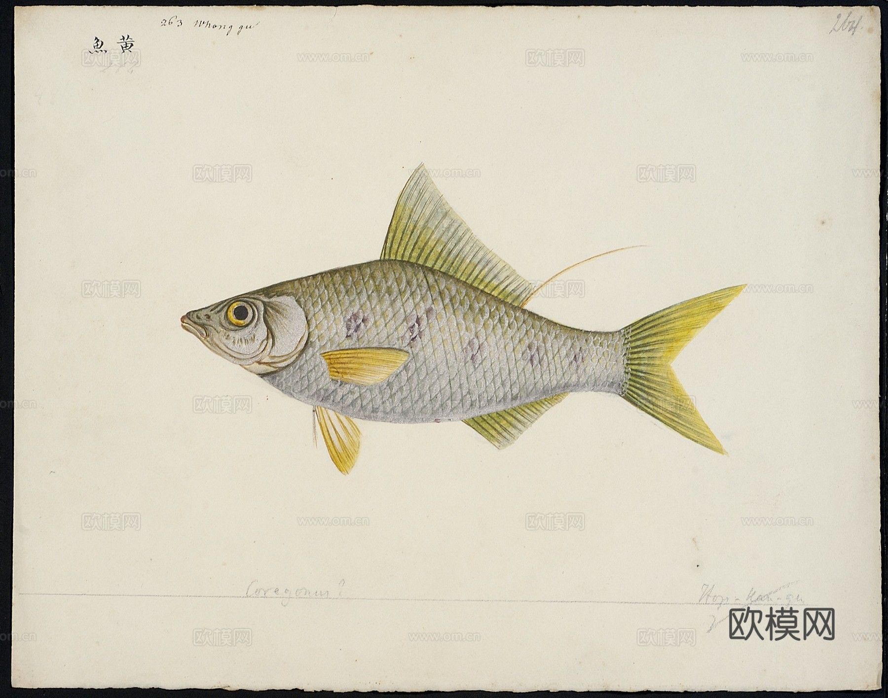 复古手绘水彩海鱼插画，手绘鱼类插画258下载