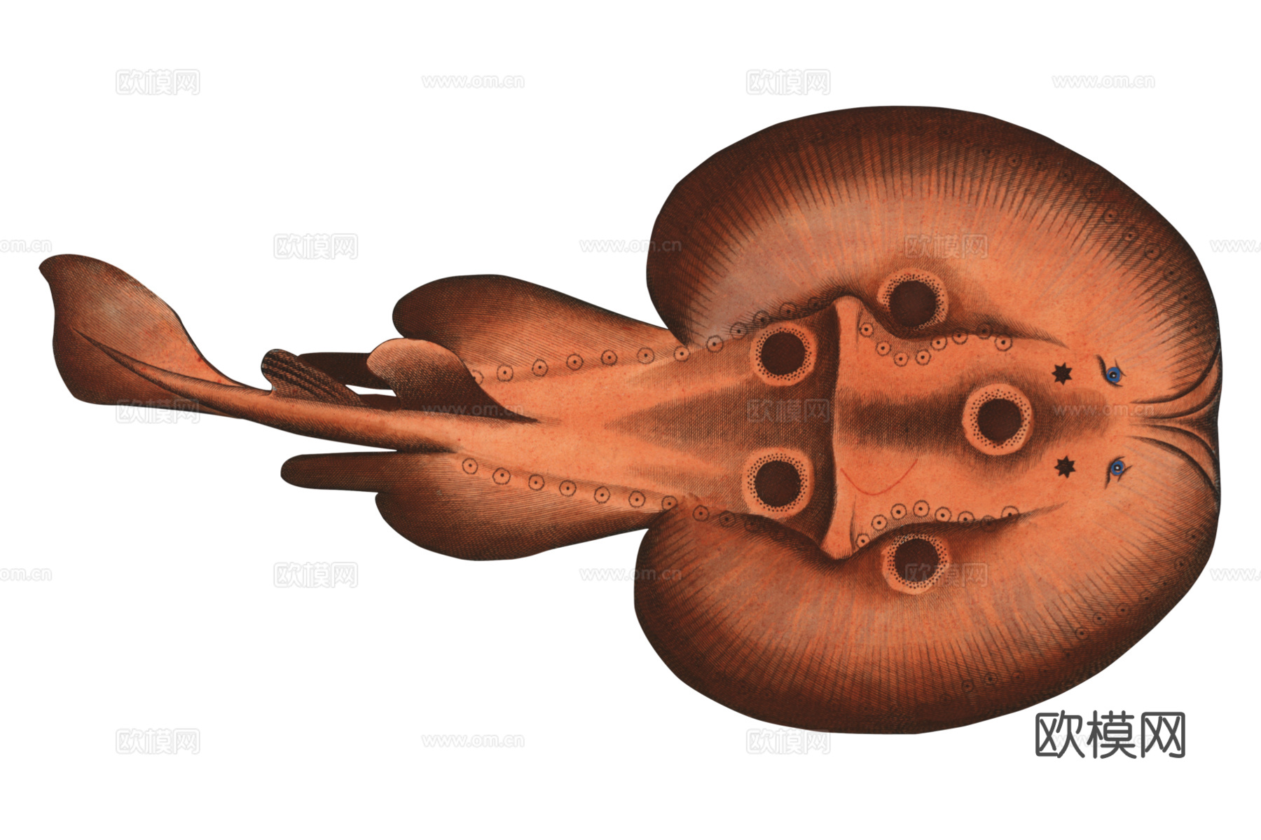 高清复古写实鱼类插画,海洋动物插画87