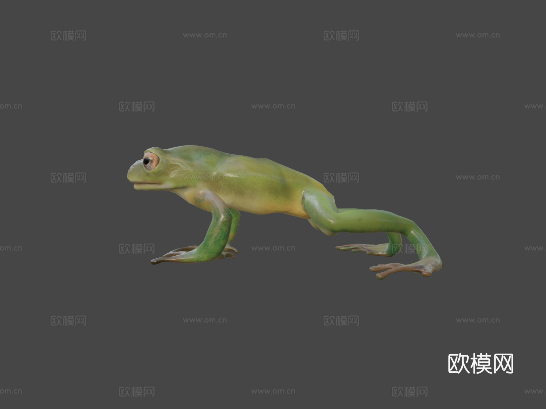 青蛙低多边形3d模型下载（渲染图6）