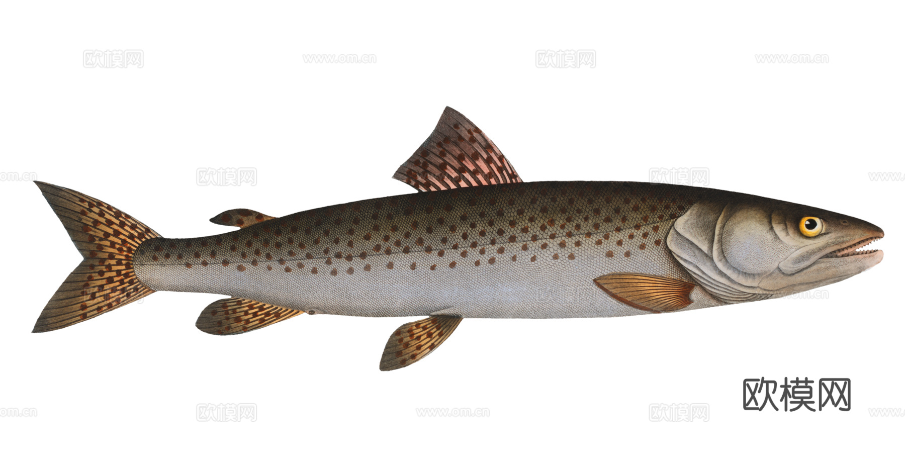 高清复古写实鱼类插画,海洋动物插画97