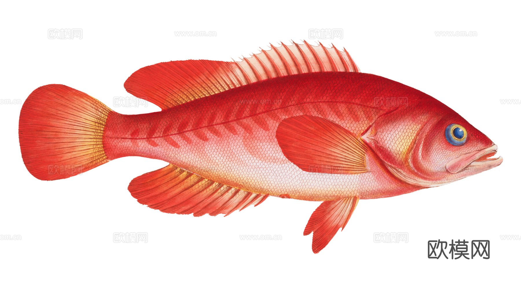 高清复古写实鱼类插画,海洋动物插画94