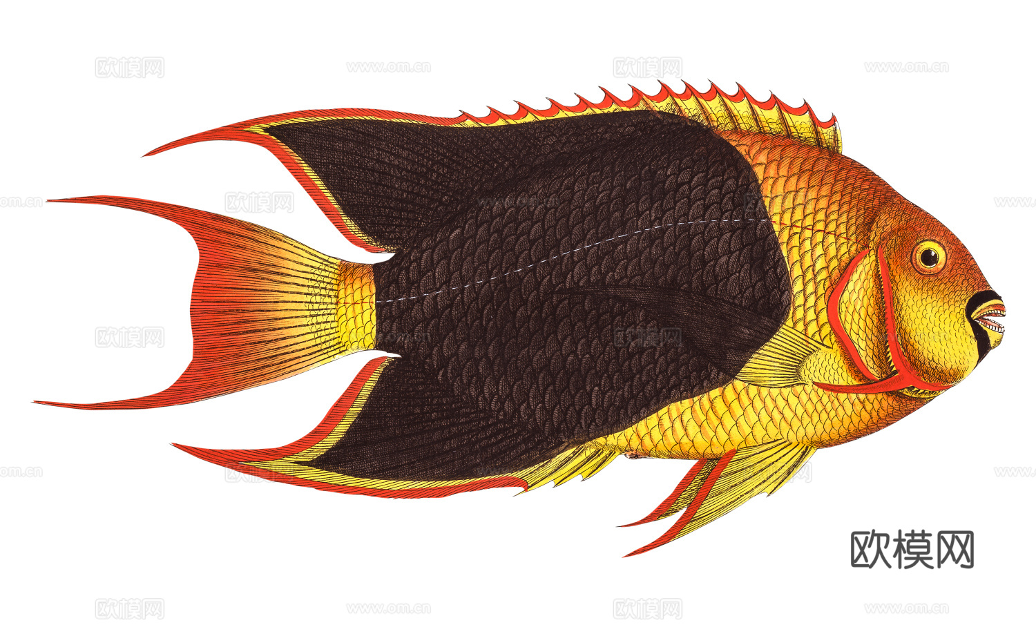 高清复古写实鱼类插画,海洋动物插画88