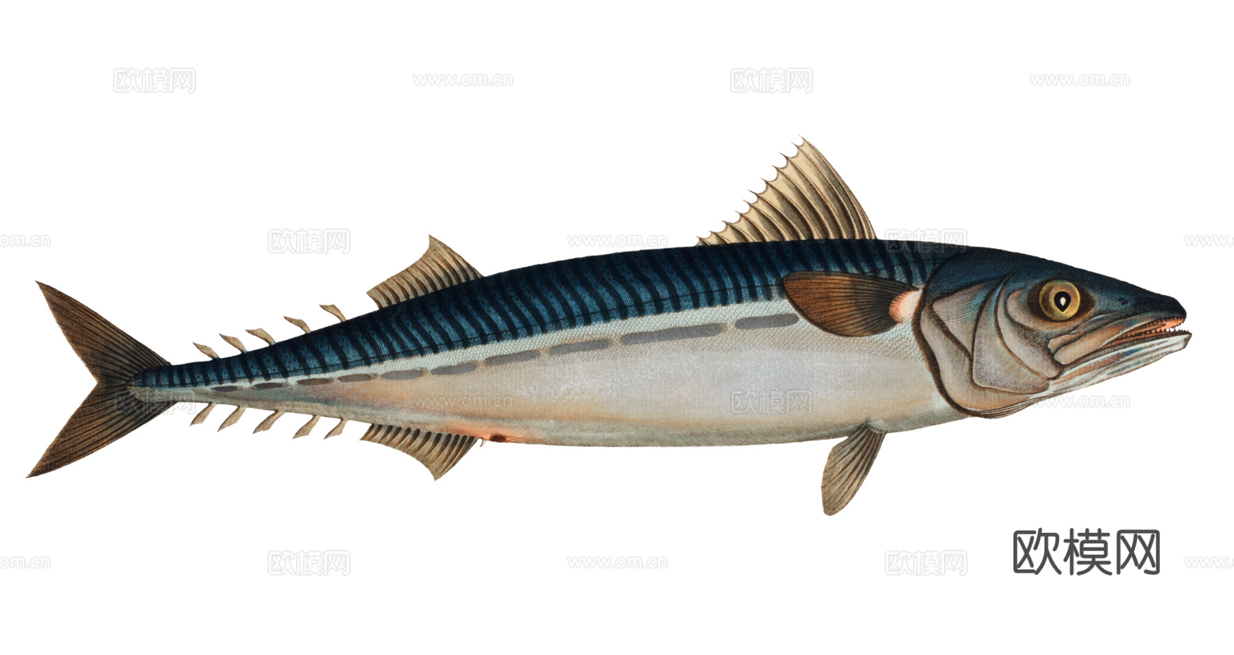 高清复古写实鱼类插画,海洋动物插画95