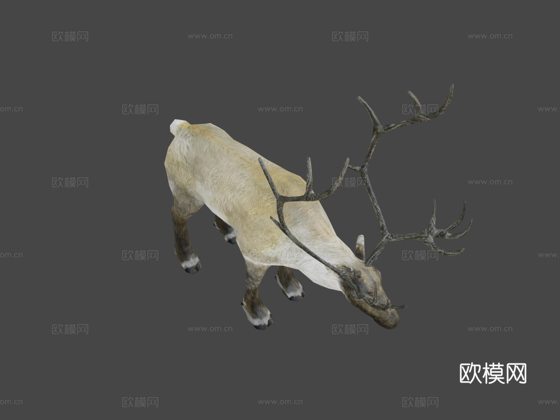 低多边形写实驯鹿3d模型下载（渲染图7）