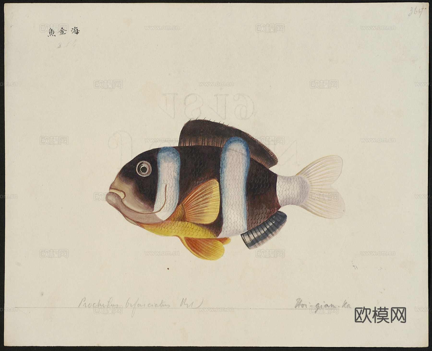 复古手绘水彩海鱼插画，手绘鱼类插画355下载