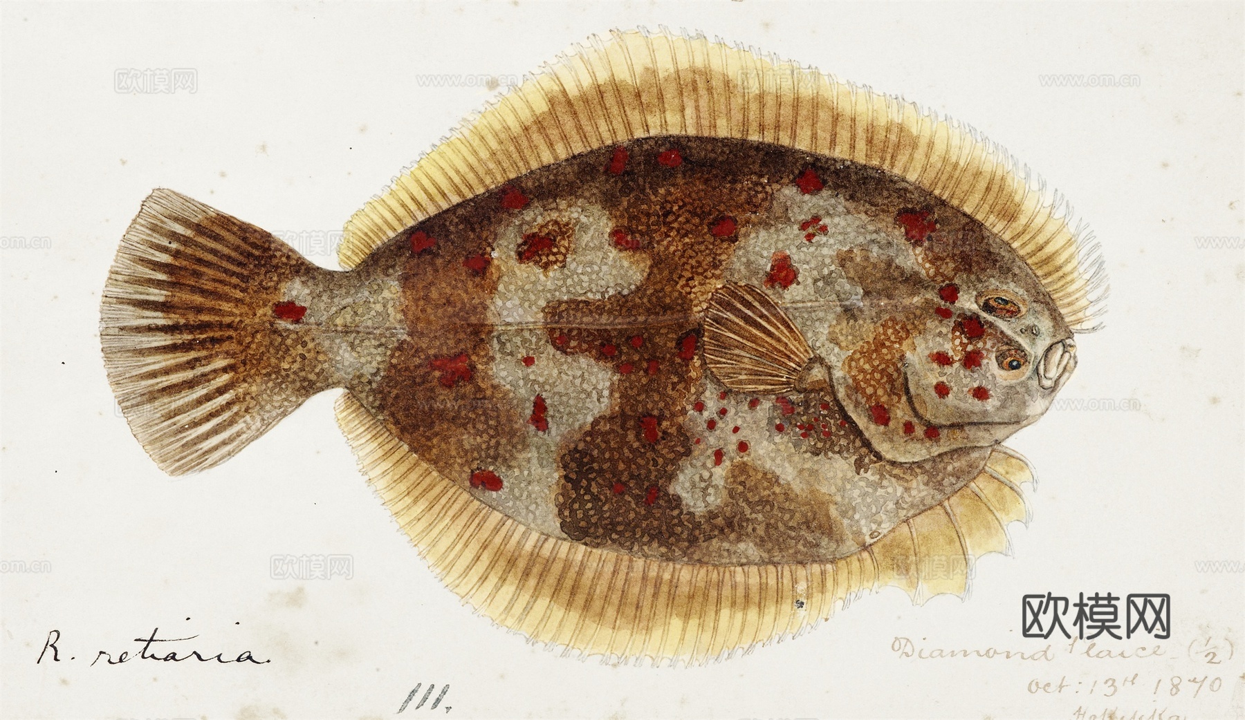 复古手绘水彩海鱼插画，海鱼图82