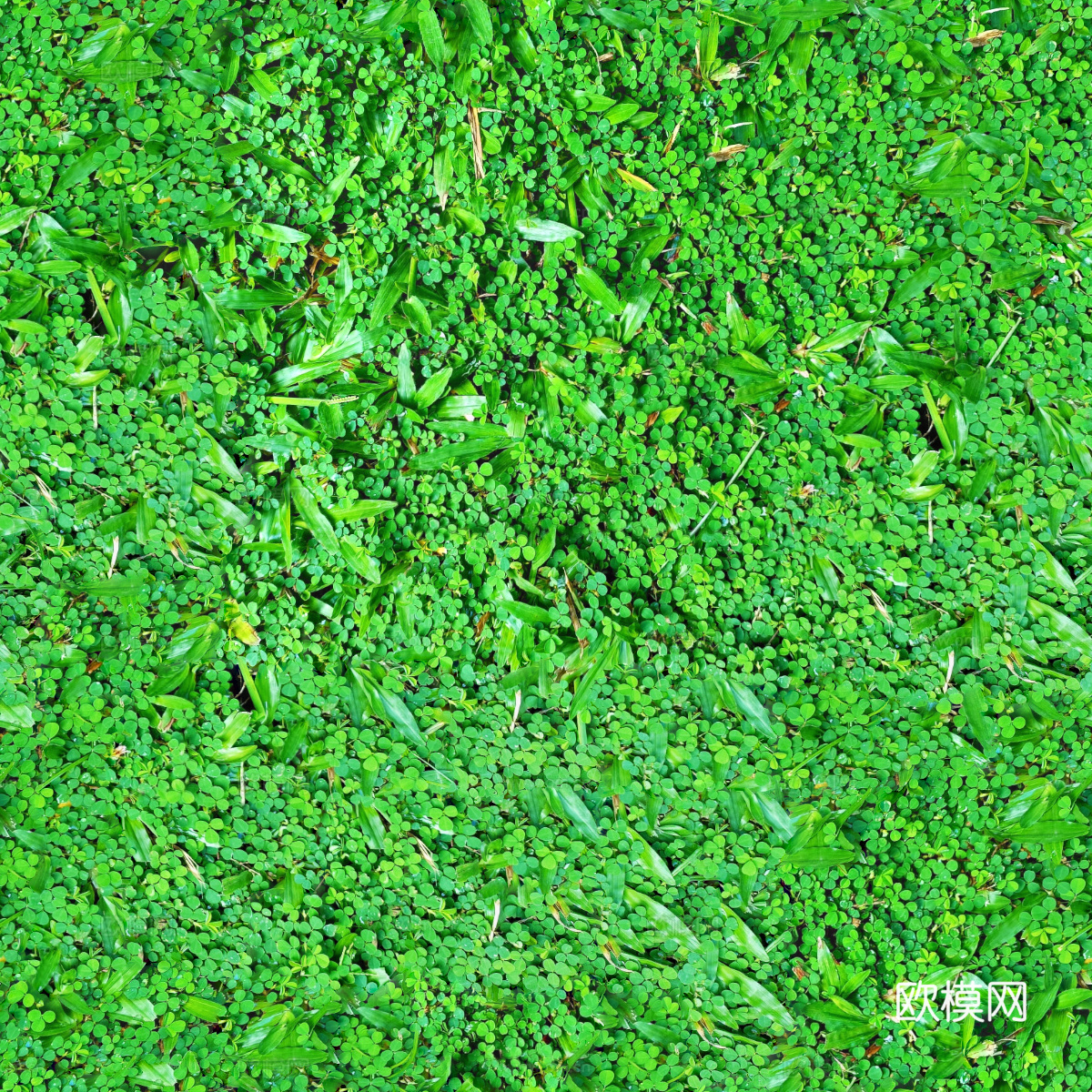 地衣，杂草，野草地53