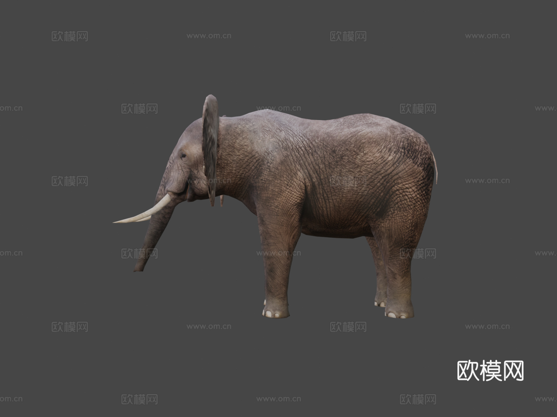 大象3d模型下载（渲染图7）