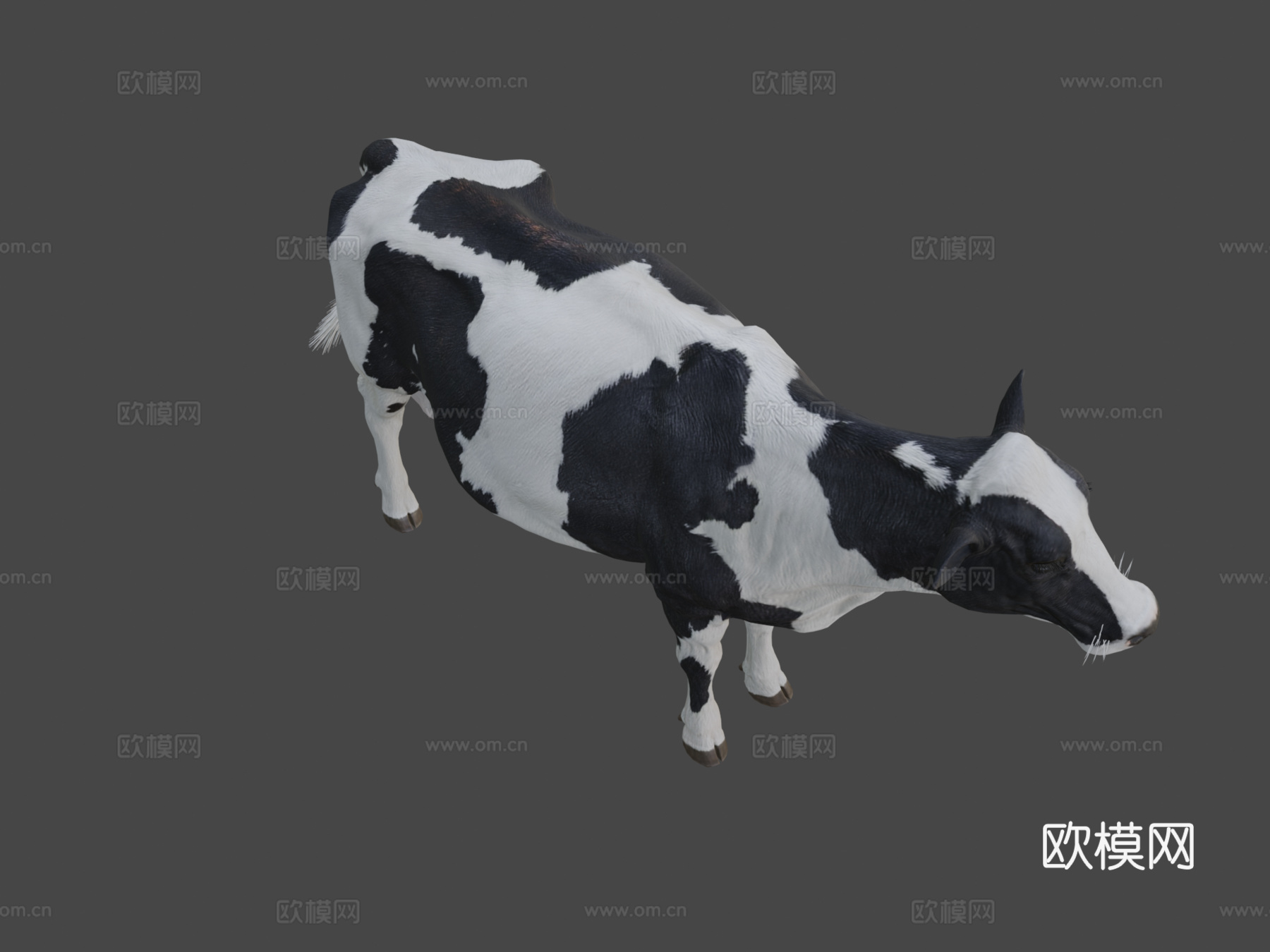 奶牛美丽动物nyilonelycompanytheappgo3d模型下载（渲染图7）