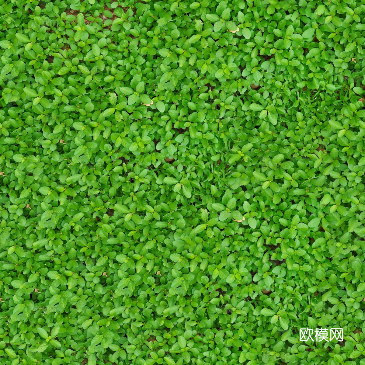 地衣，杂草，野草地28