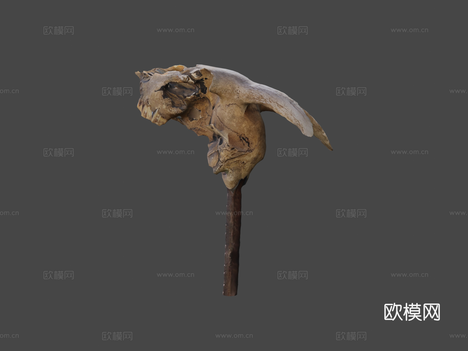 山羊头骨3d模型下载（渲染图5）