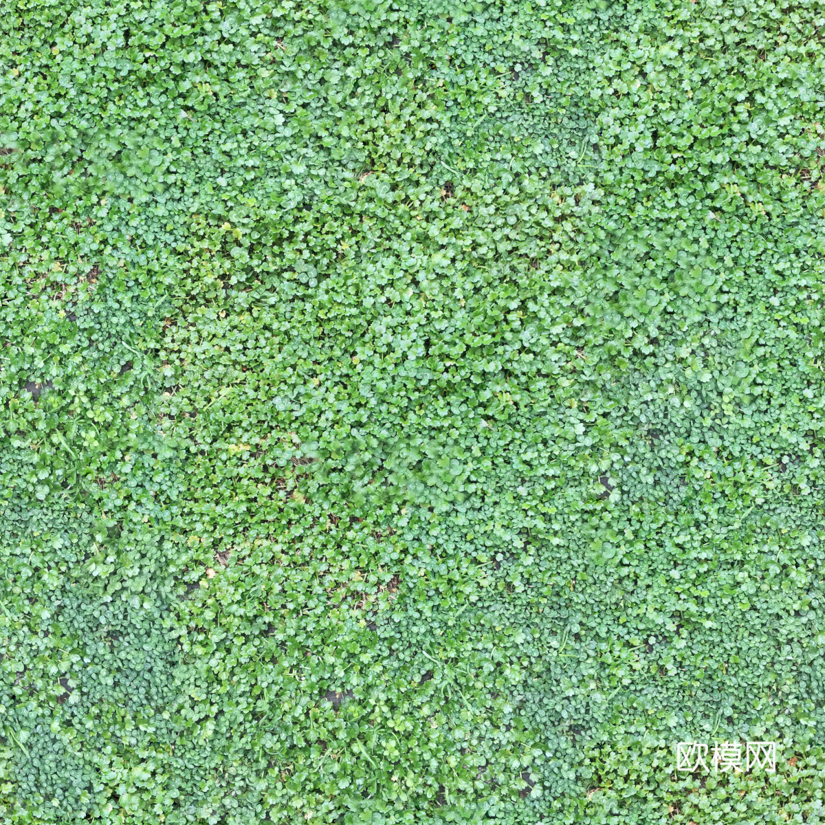 地衣，杂草，野草地13下载