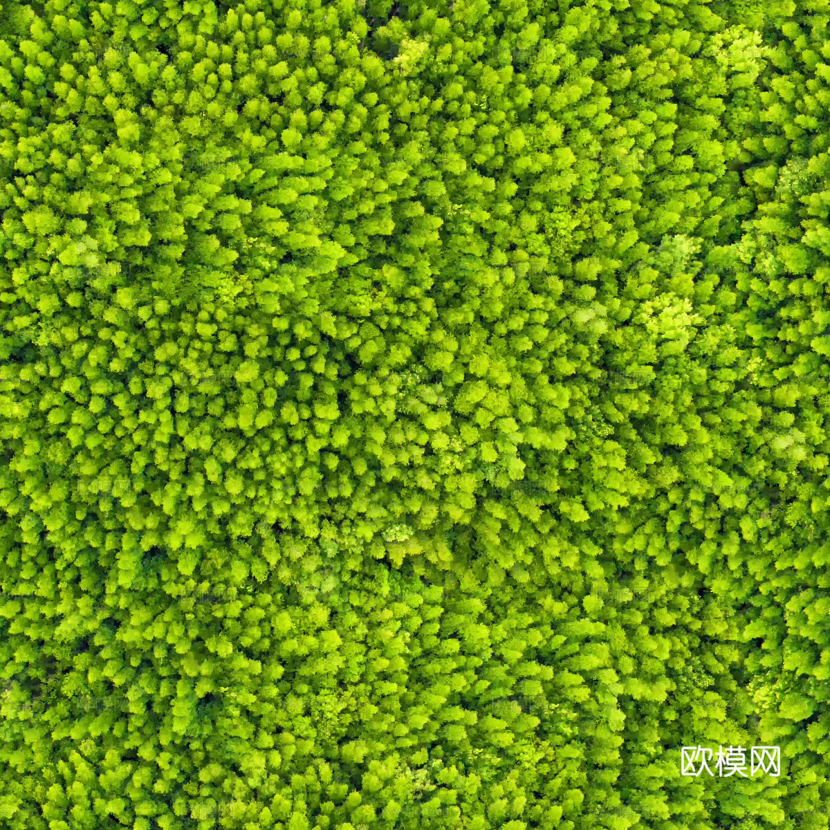 地衣地被苔藓植物24