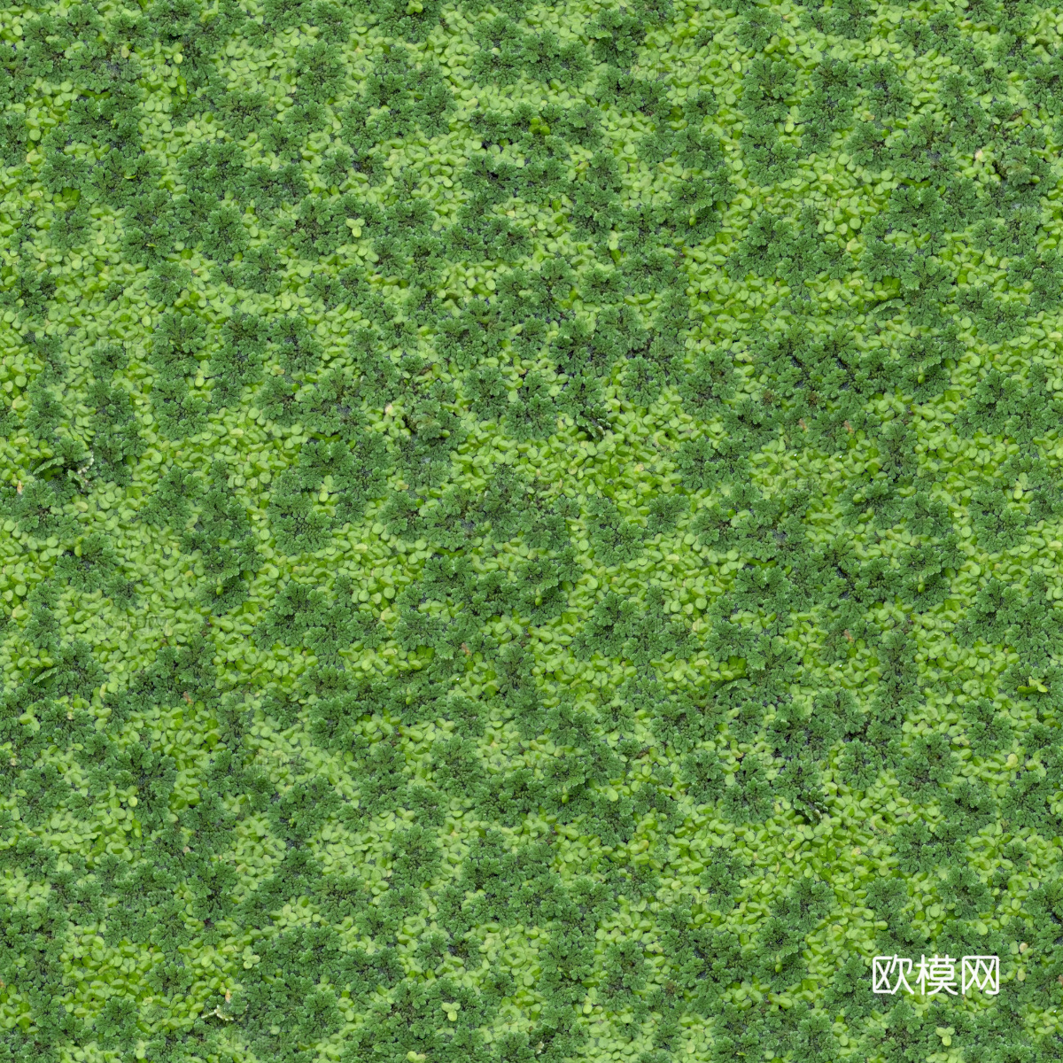 地衣，杂草，野草地43