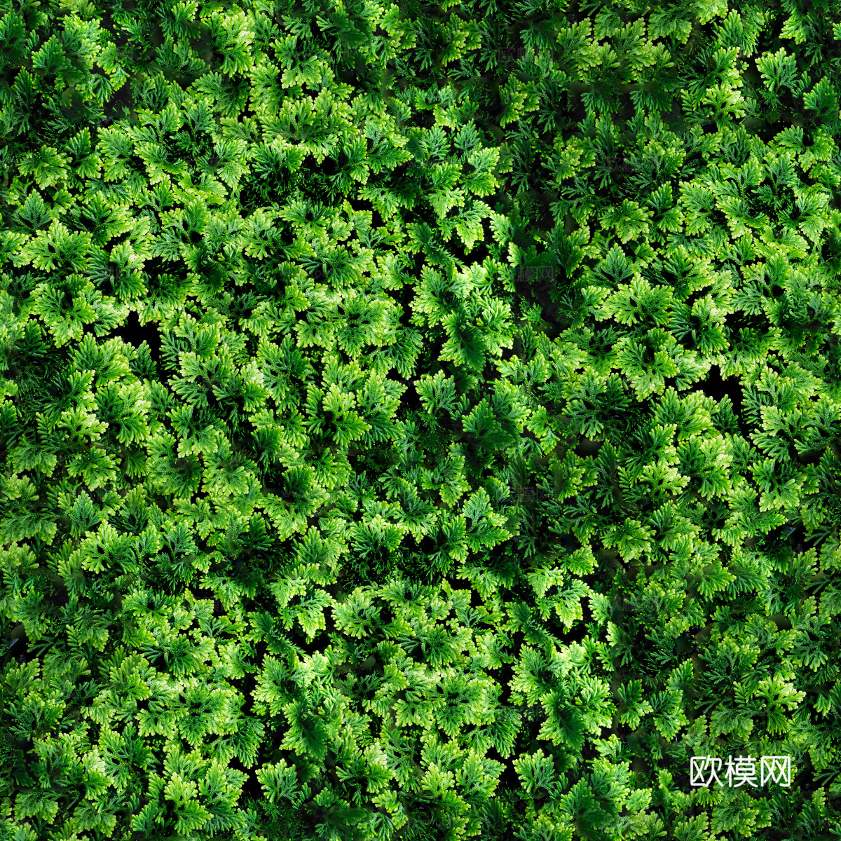 地衣地被苔藓植物8