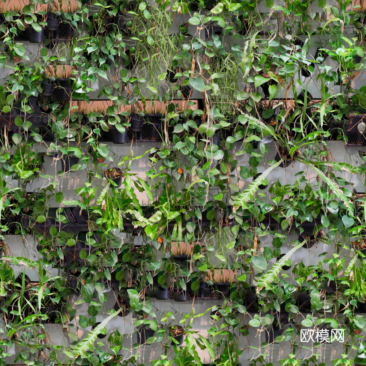垂直绿植墙，生态绿植墙绿化墙164