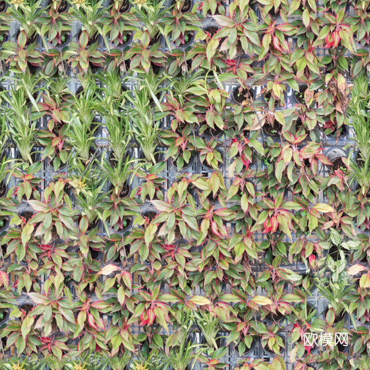 垂直绿植墙，生态绿植墙绿化墙147