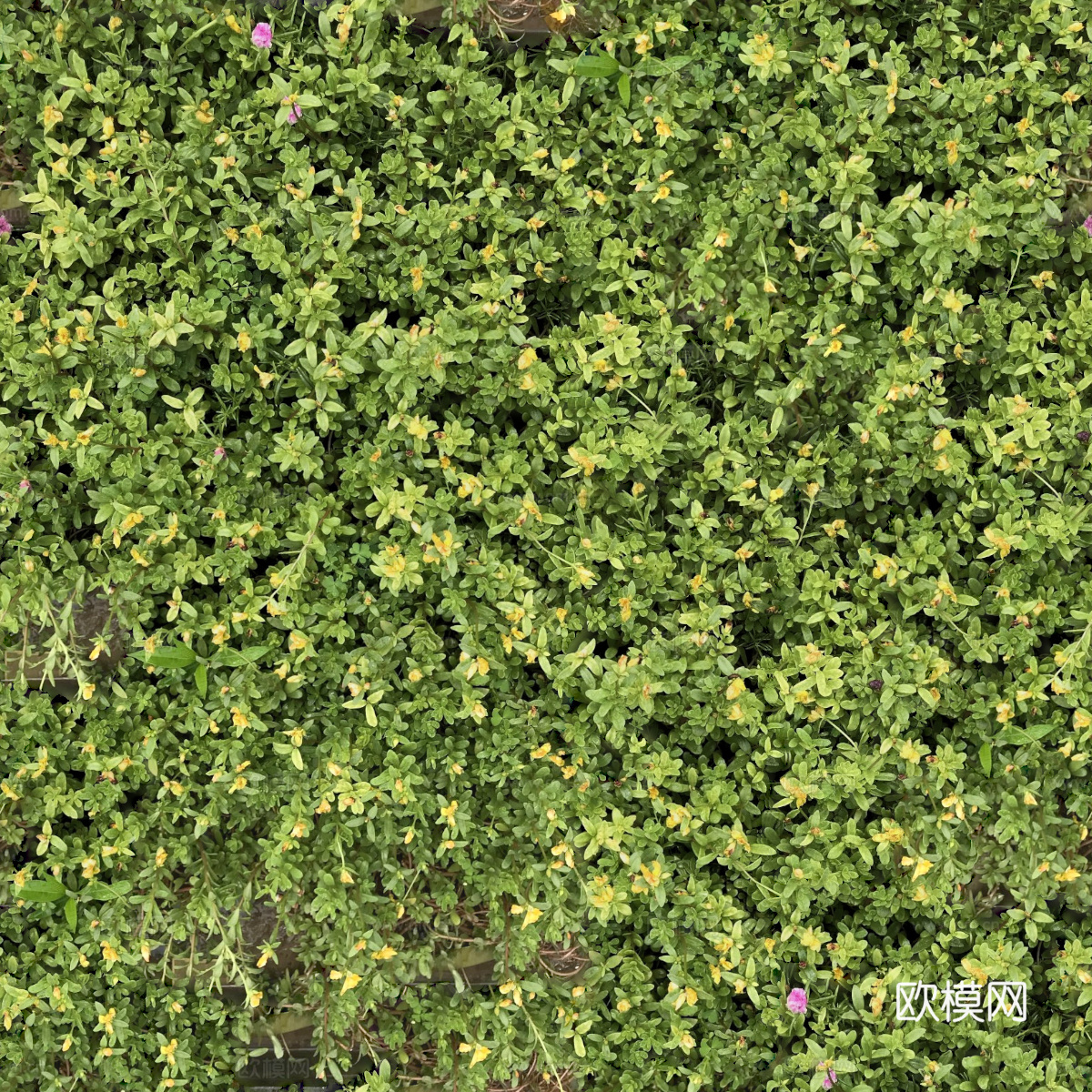 地衣，杂草，野草地29