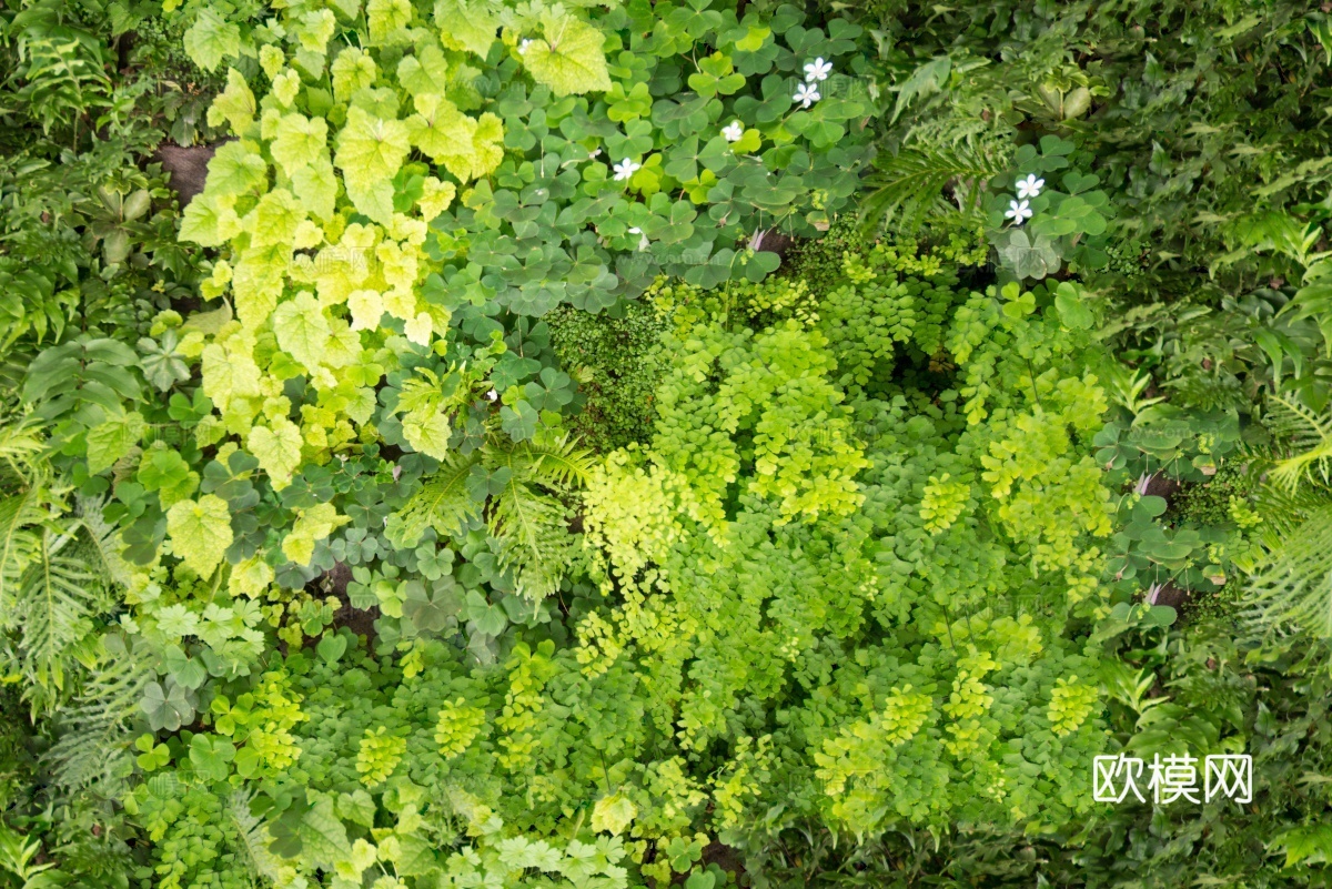 垂直绿植墙，生态绿植墙绿化墙16下载
