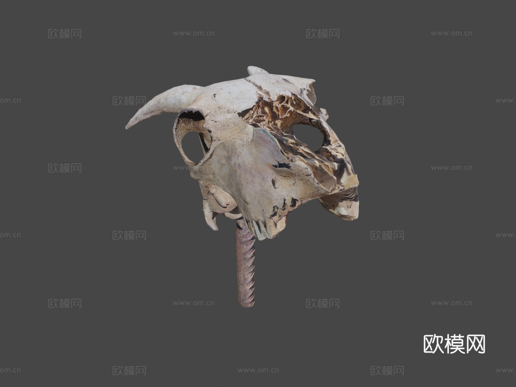 山羊头骨3d模型下载（渲染图6）
