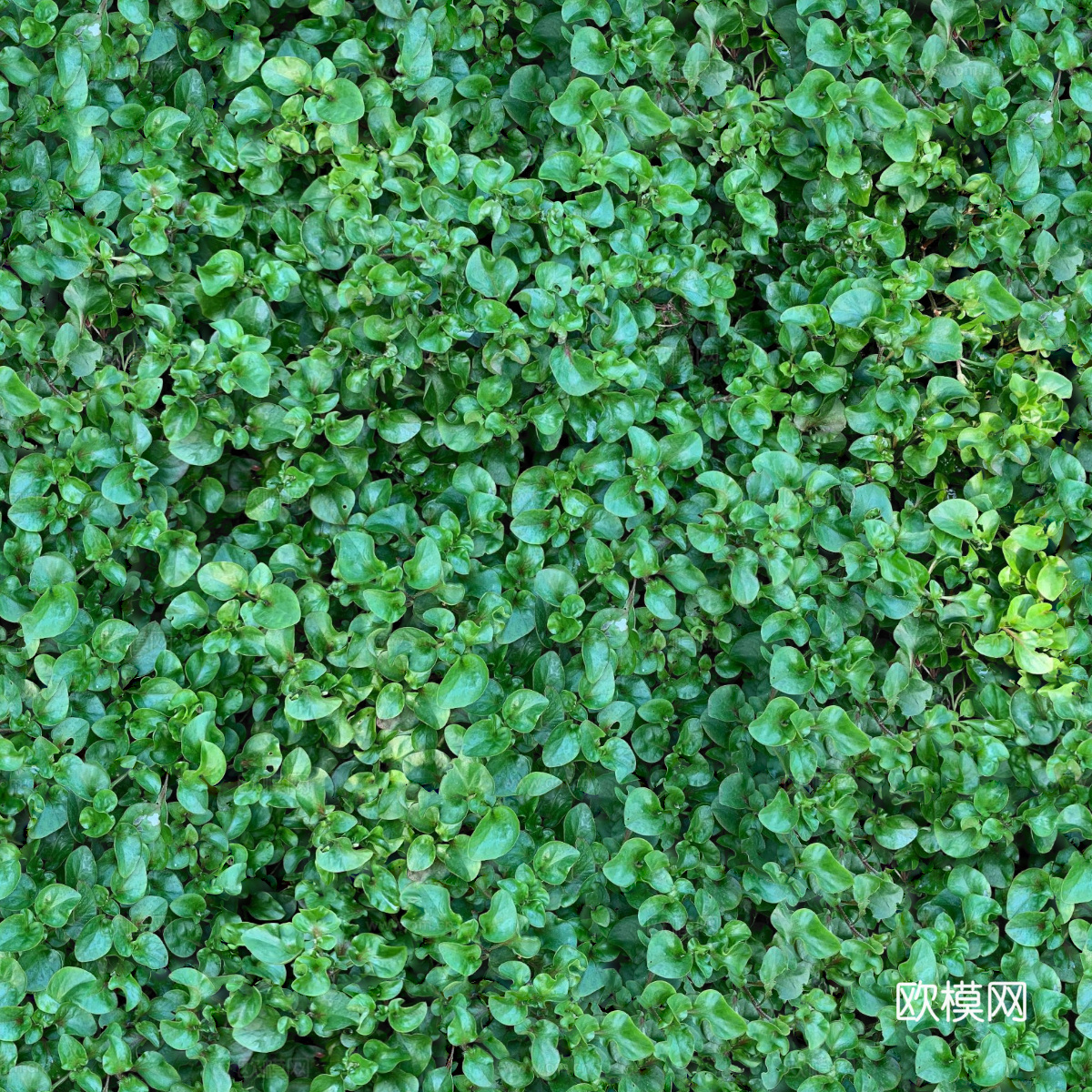 地衣，杂草，野草地48