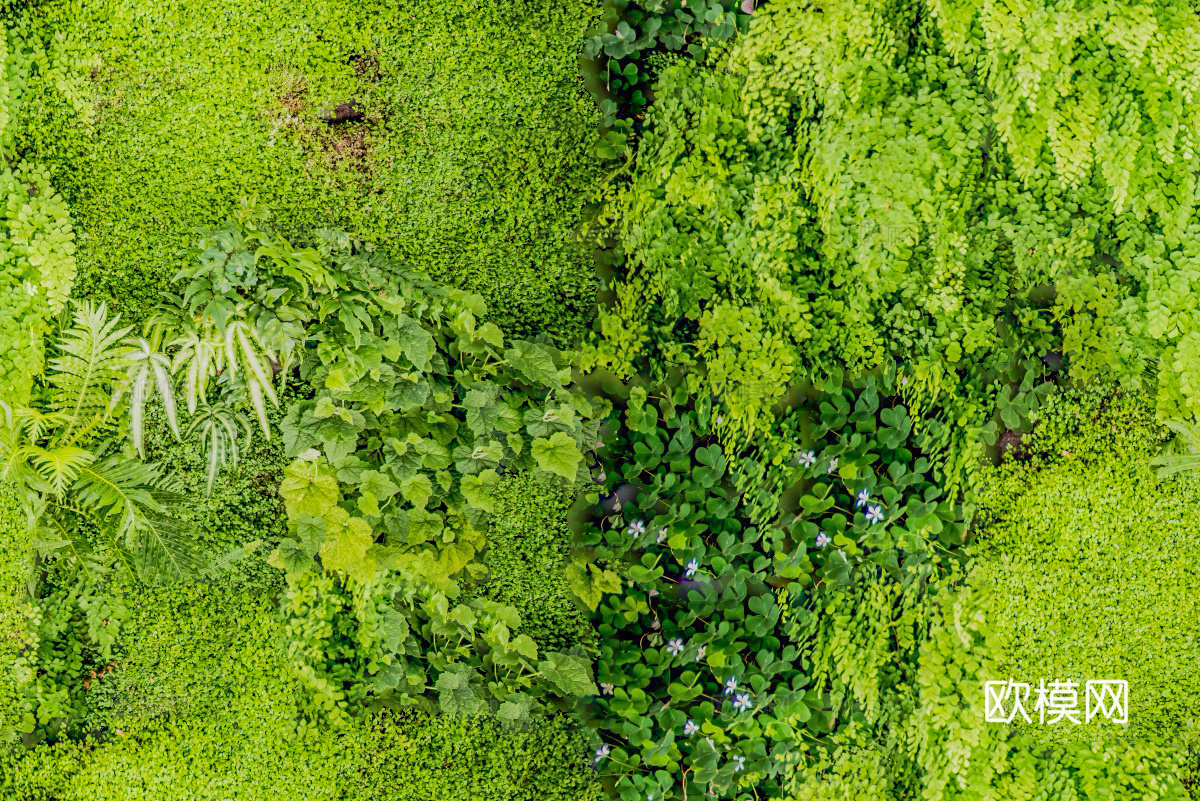 垂直绿植墙，生态绿植墙绿化墙19下载