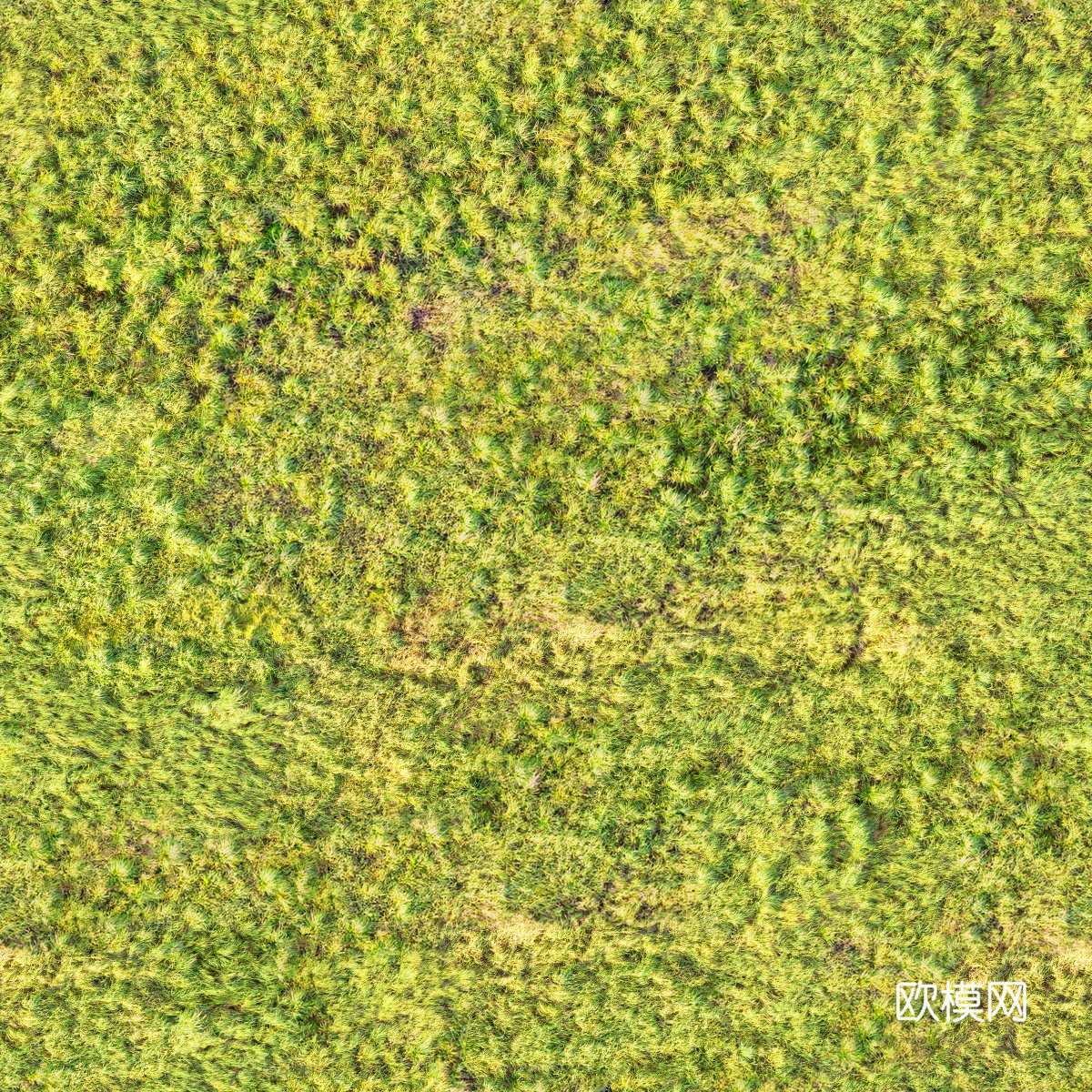 地衣，杂草，野草地33