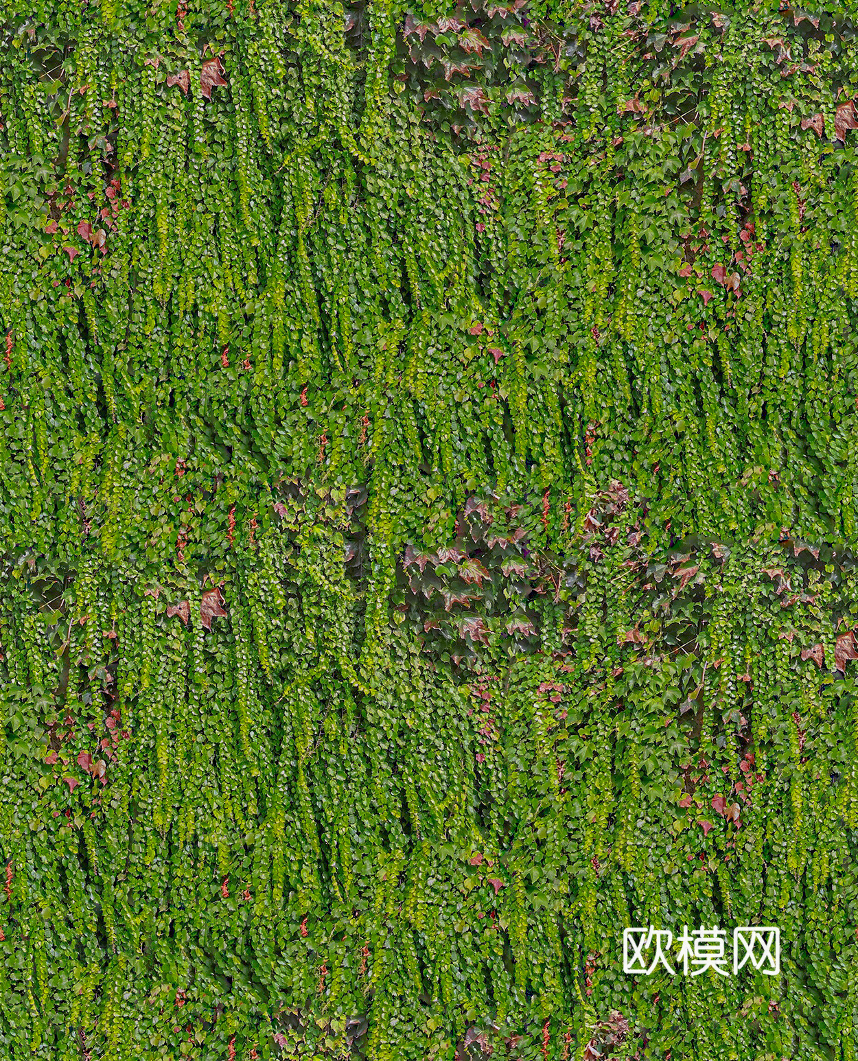 垂直绿植墙，生态绿植墙绿化墙6下载