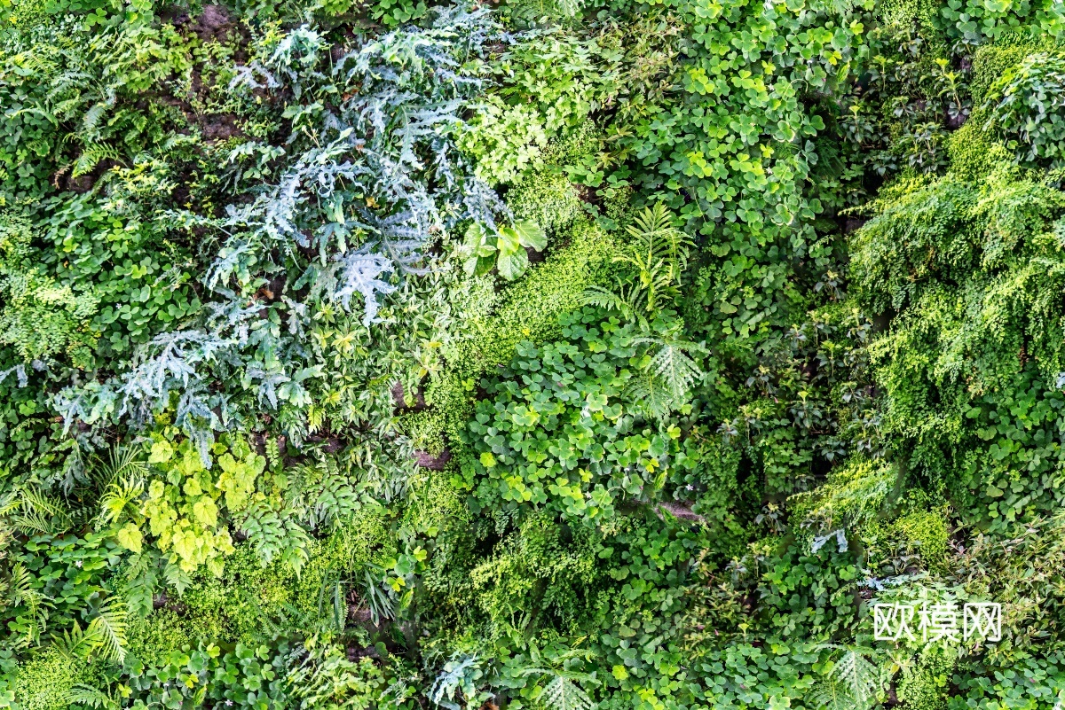 垂直绿植墙，生态绿植墙绿化墙17
