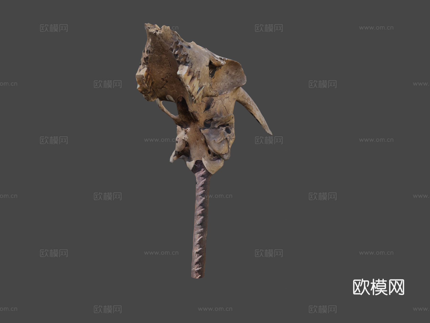 山羊头骨3d模型下载（渲染图7）