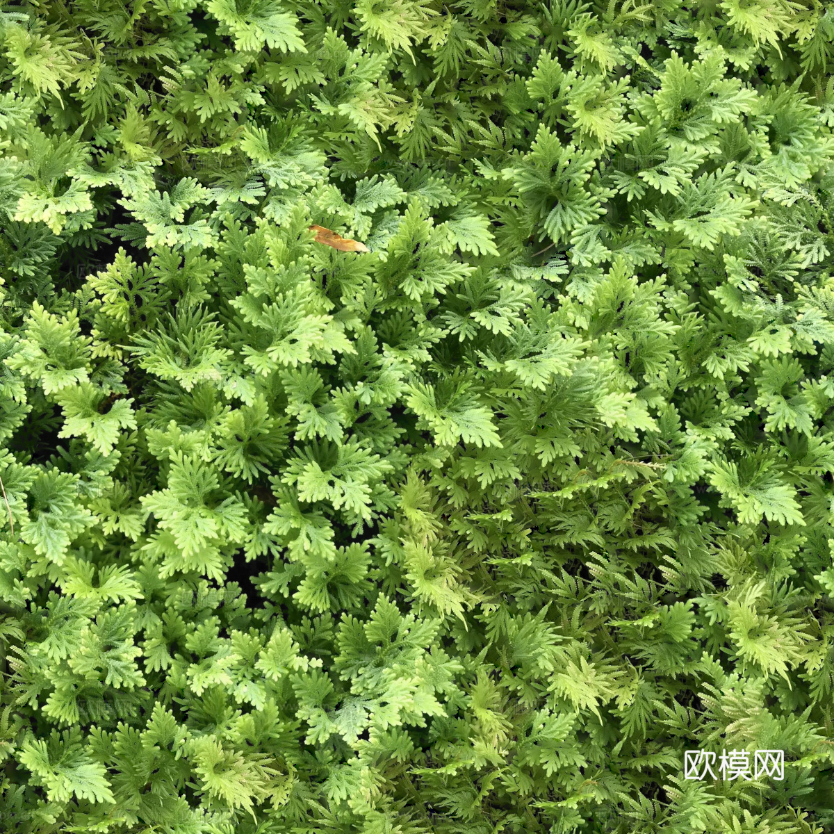 地衣，杂草，野草地1